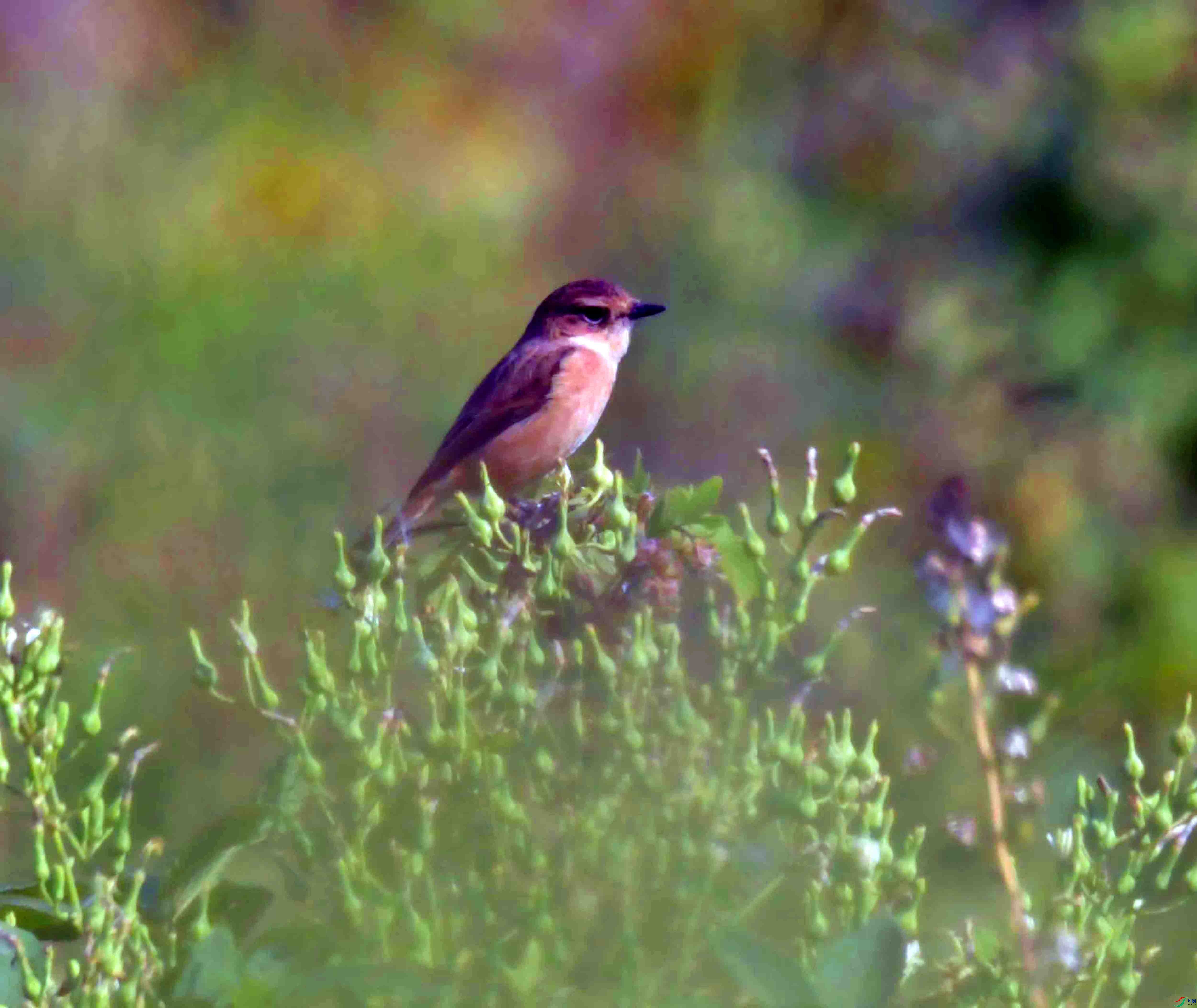 DSC_9206.JPG