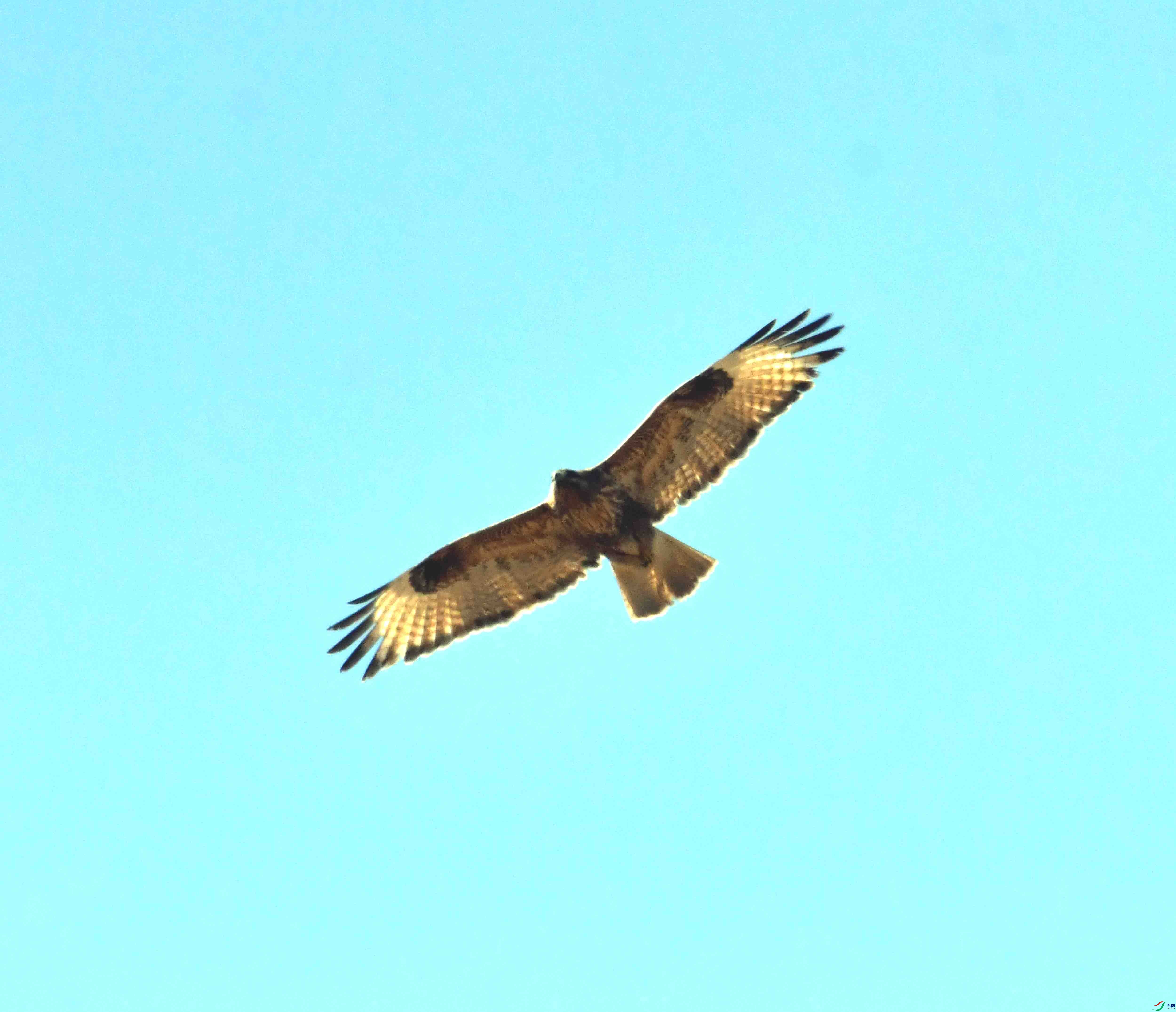 DSC_1296.JPG