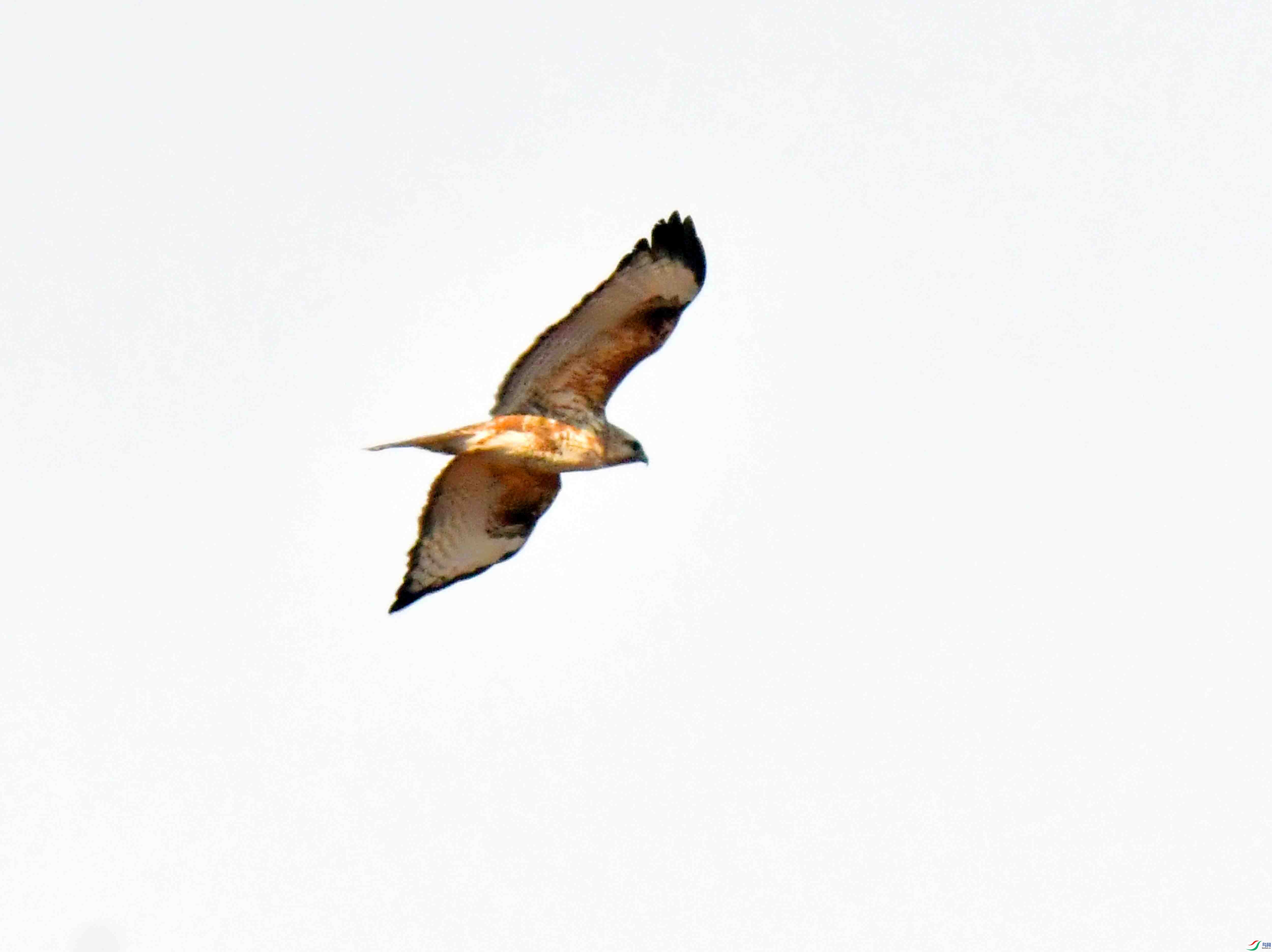DSC_2463.JPG