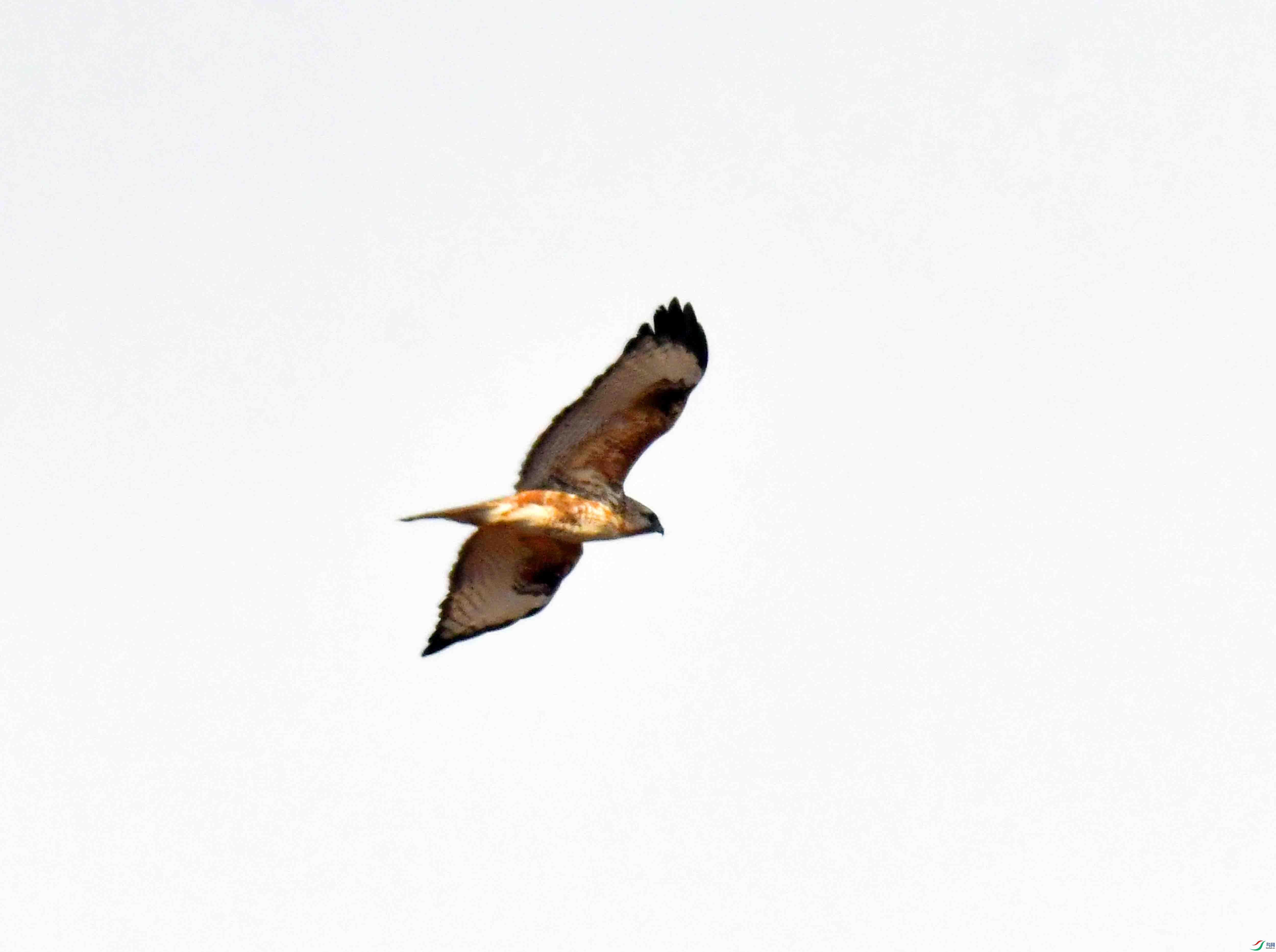 DSC_2462.JPG