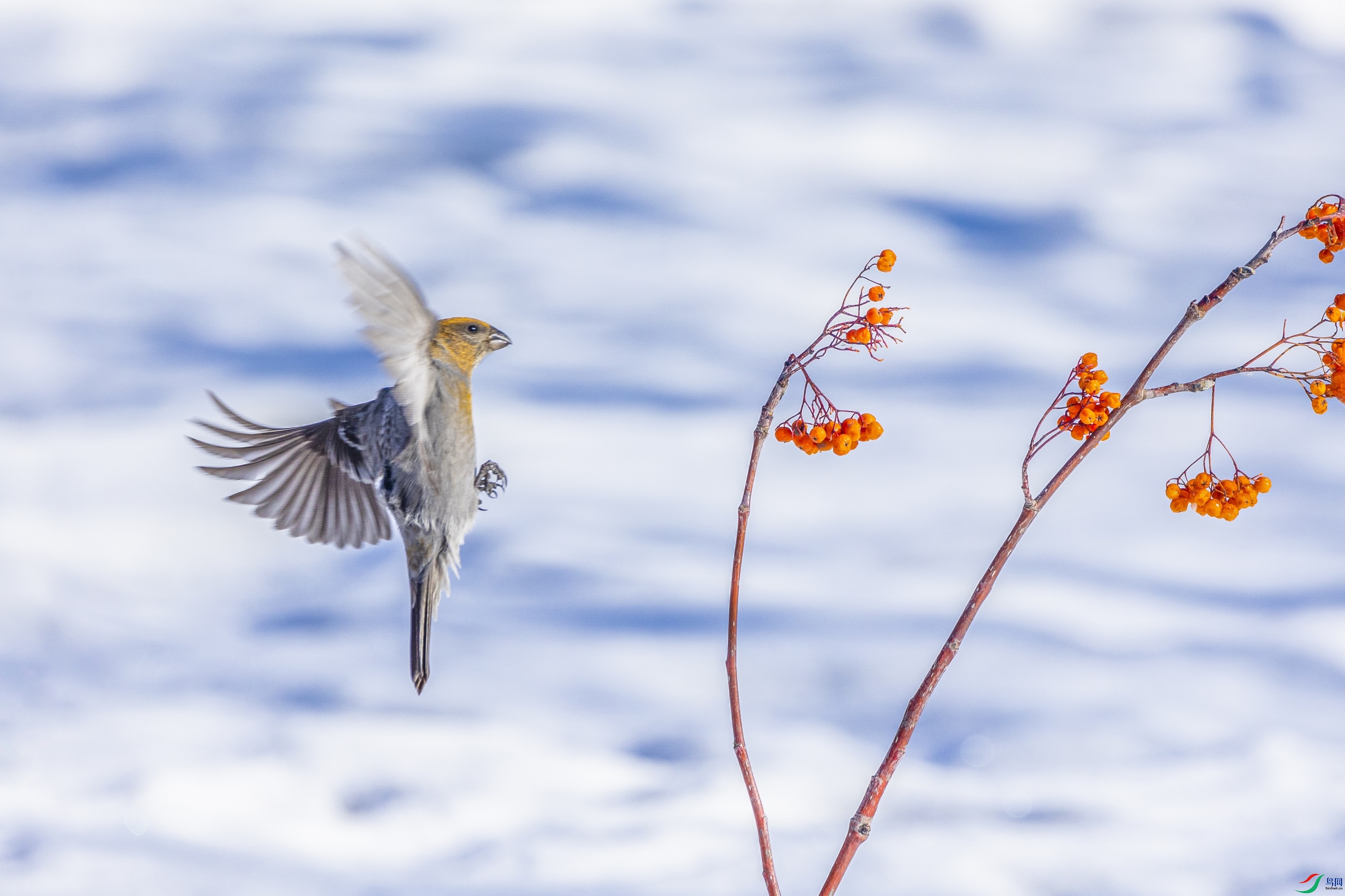 1K3A1030 ����1.jpg