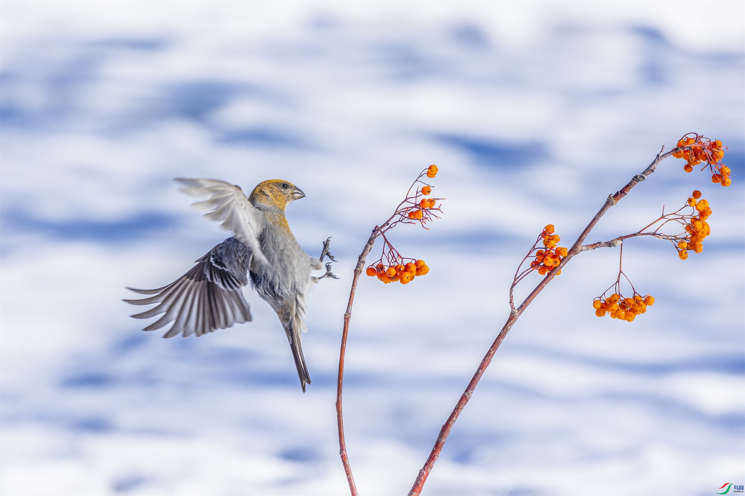 1K3A1031 ����1.jpg