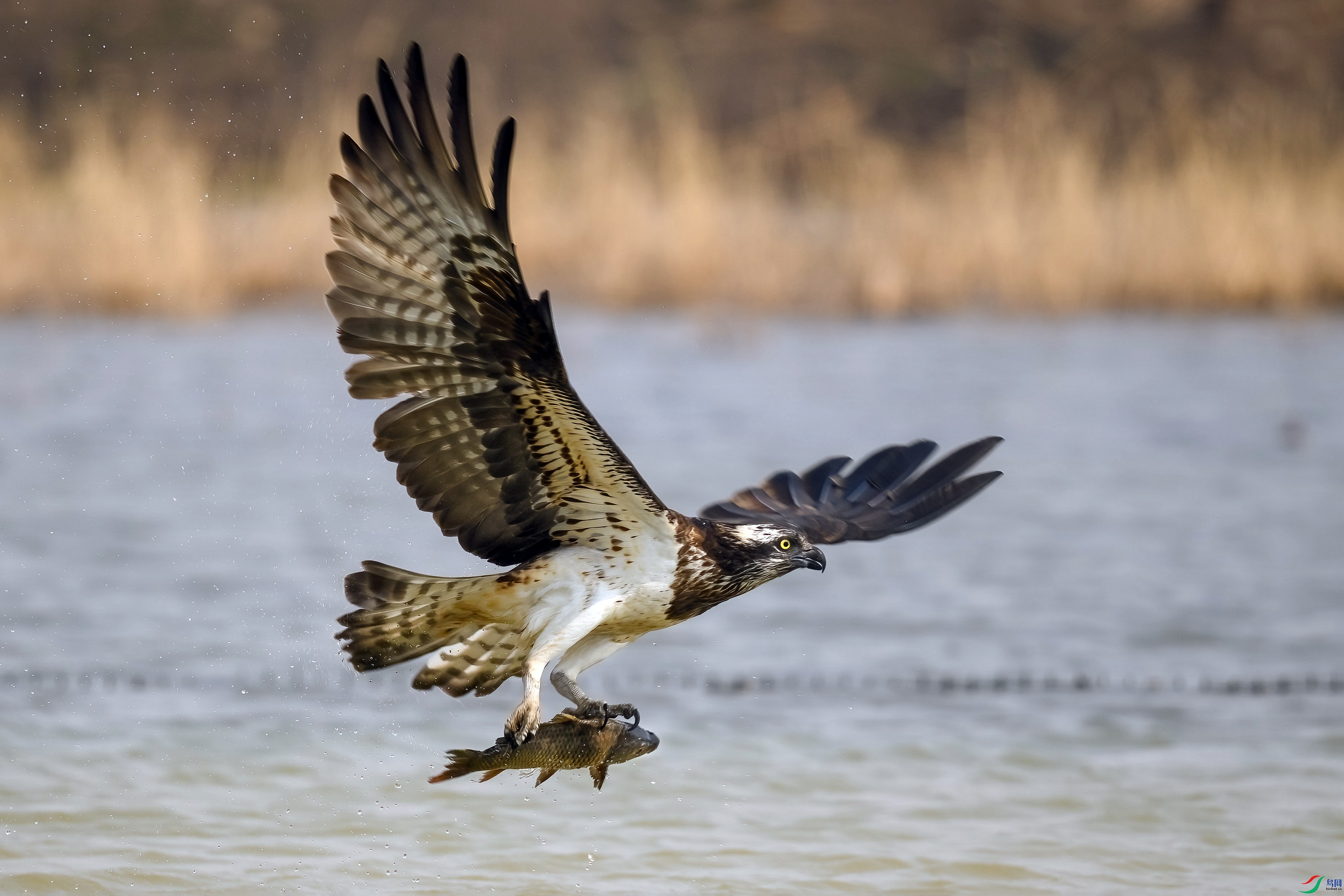 _DSC8613 ����F01.jpg