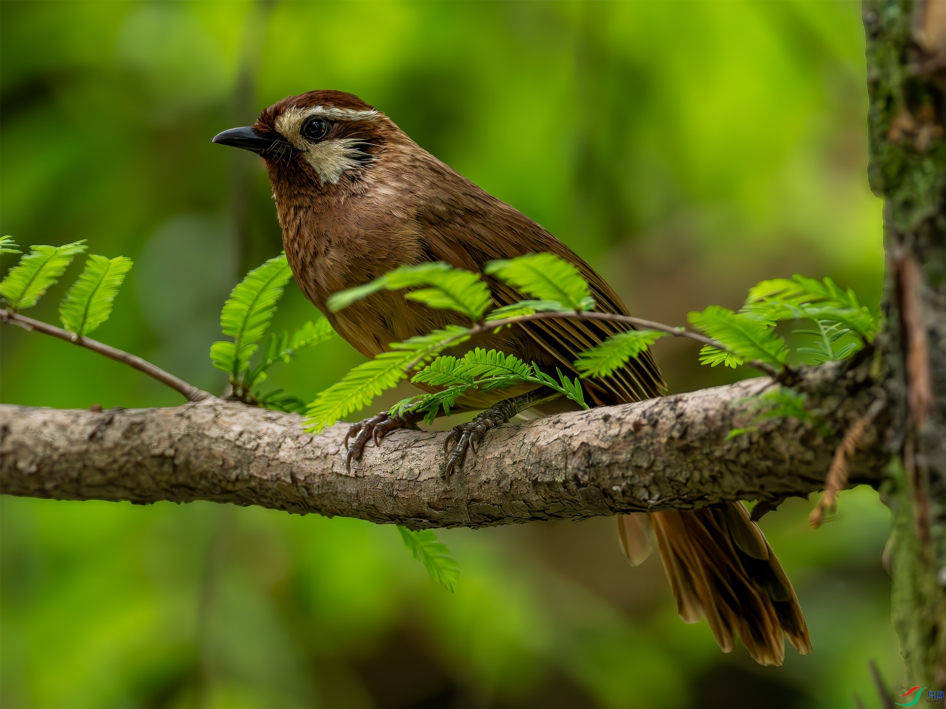 P6180012-����ǿ-NR-1.jpg