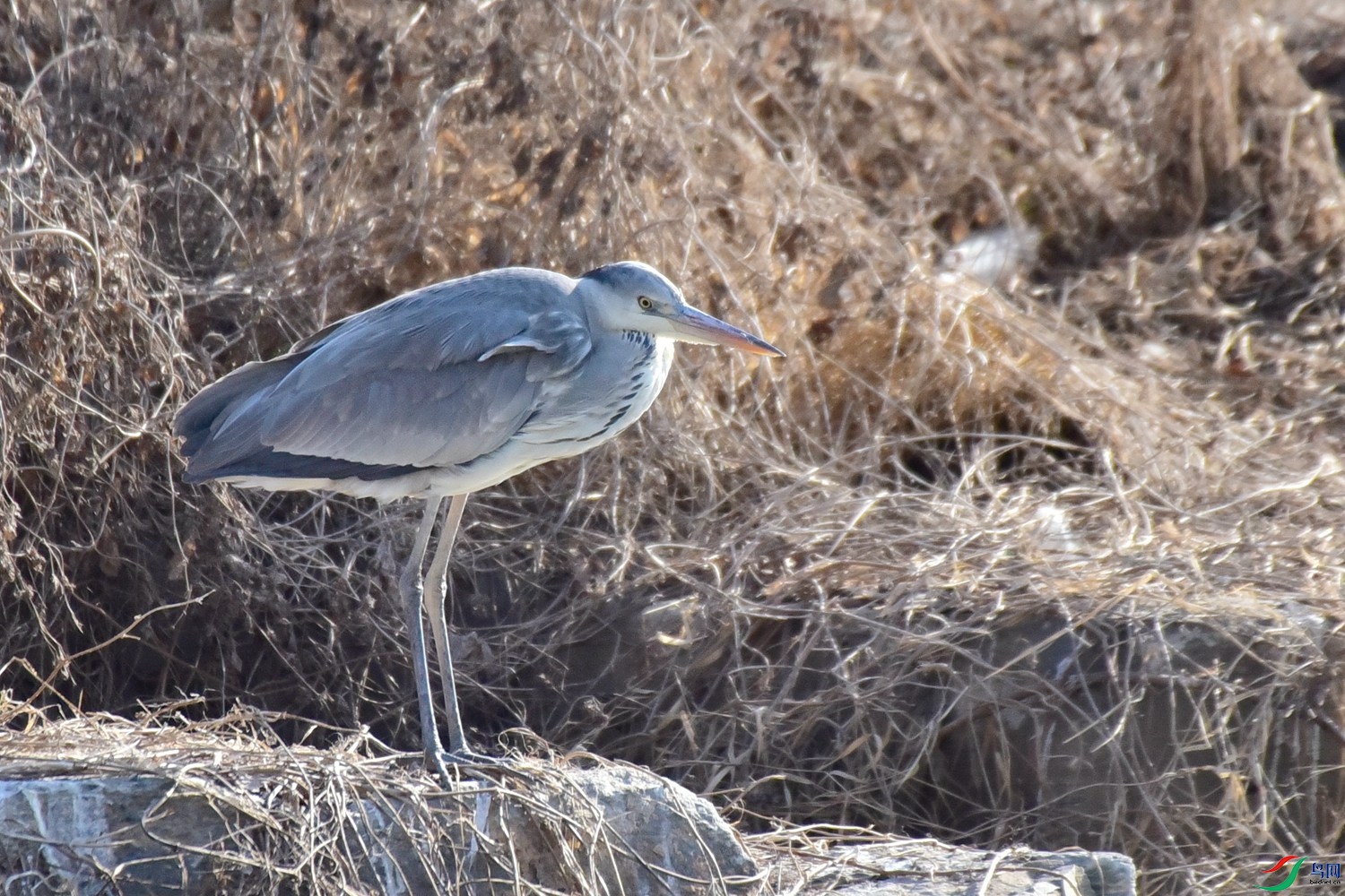 DSC_6148.JPG
