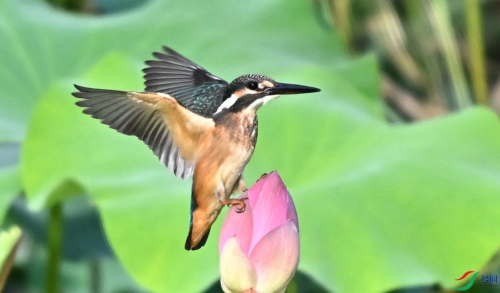 DSC_4116.JPG