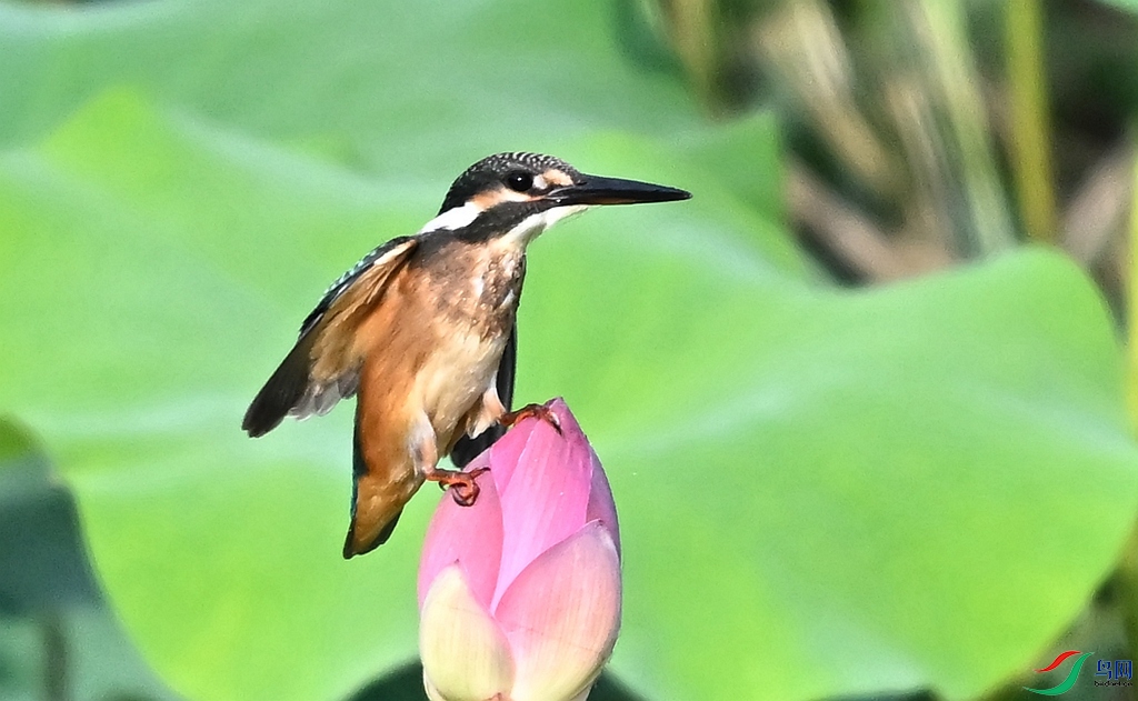 DSC_4118.JPG