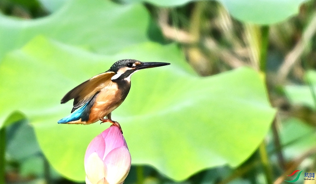 DSC_6373.JPG