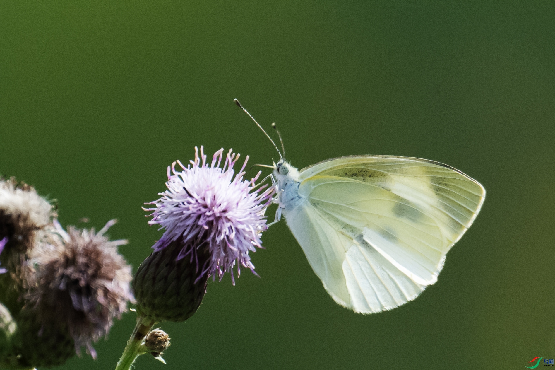 DSC_7835 ����.jpg