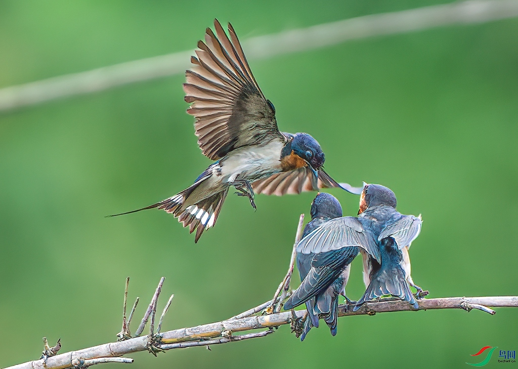 ���ӹ���