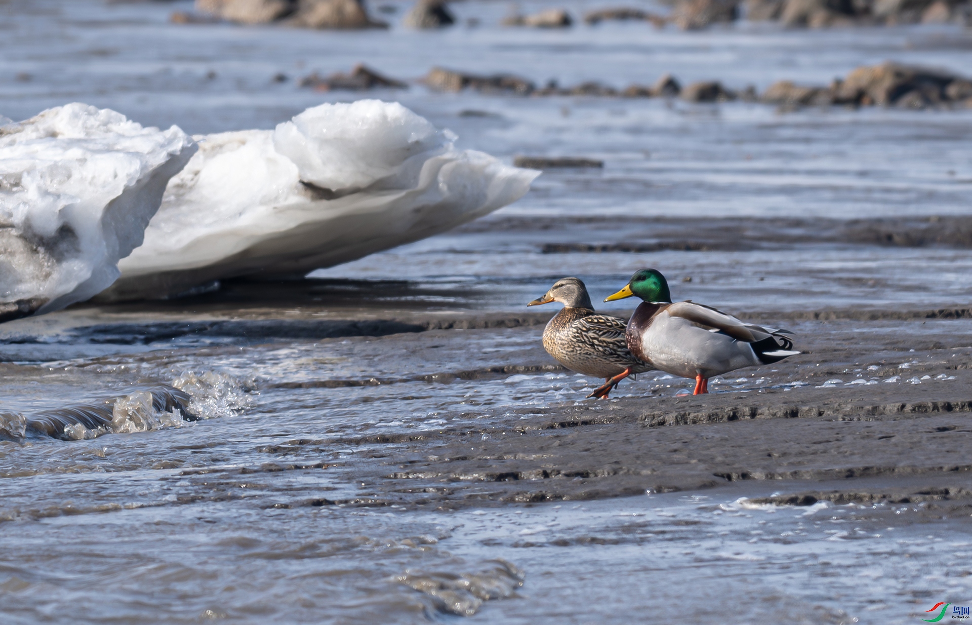 _DSC7393d2.jpg