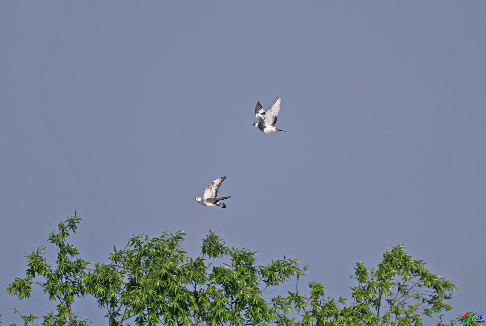 _DSC0513f.jpg