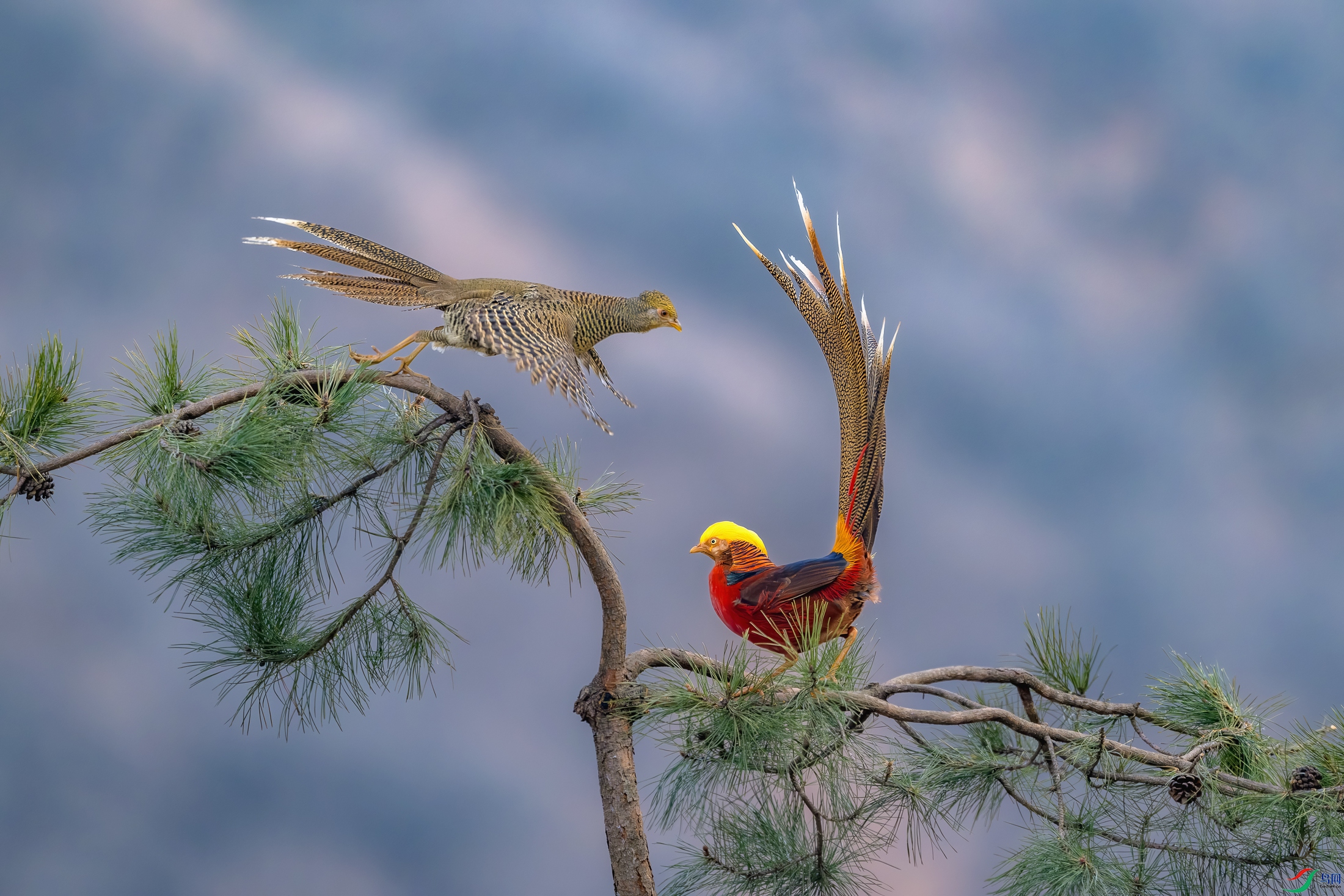 _DSC5623-����ǿ-NR ����.jpg