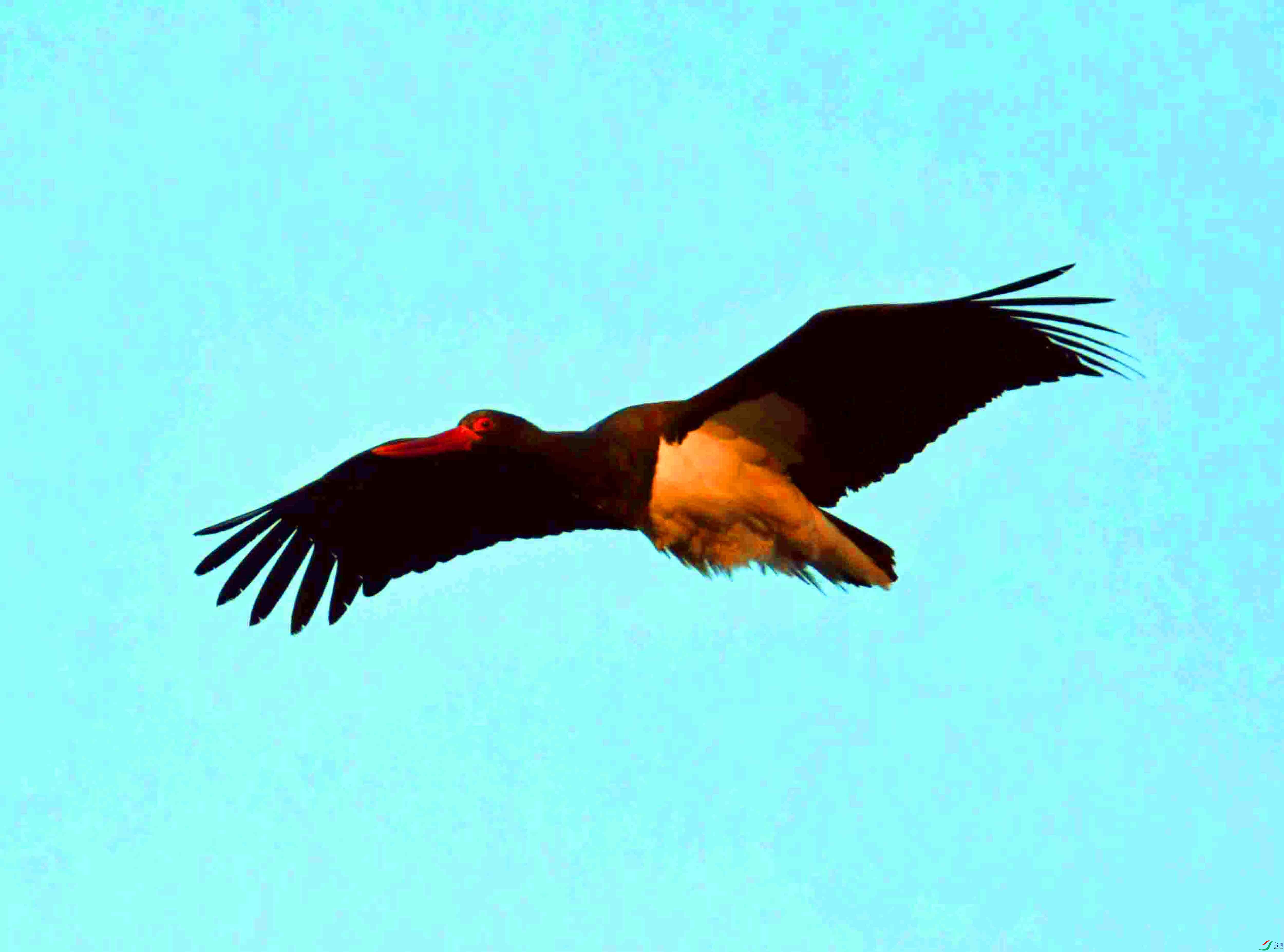 DSC_1046.JPG