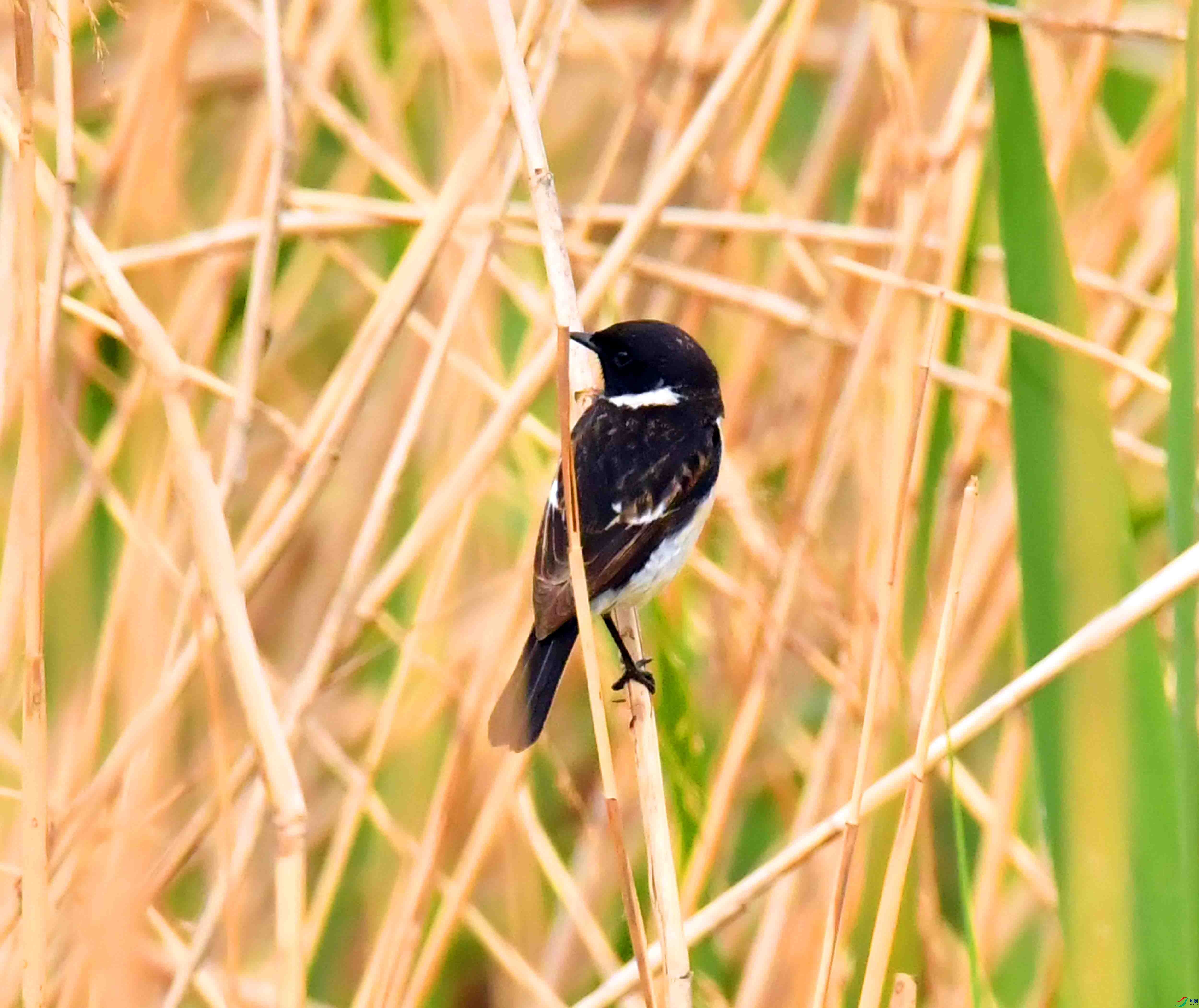 DSC_3679.JPG