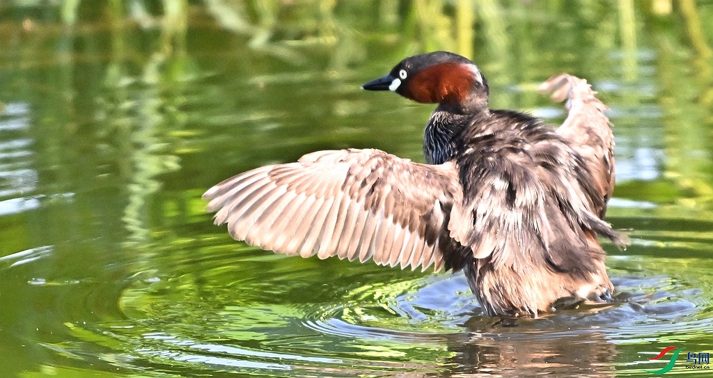 DSC_2163.JPG