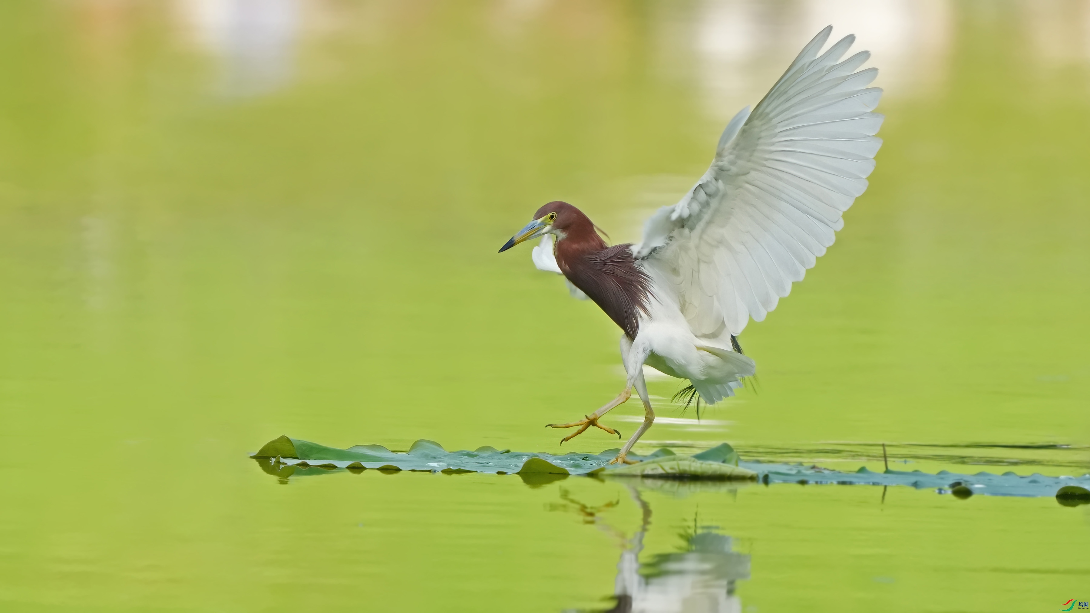 DSC06847 ����.jpg