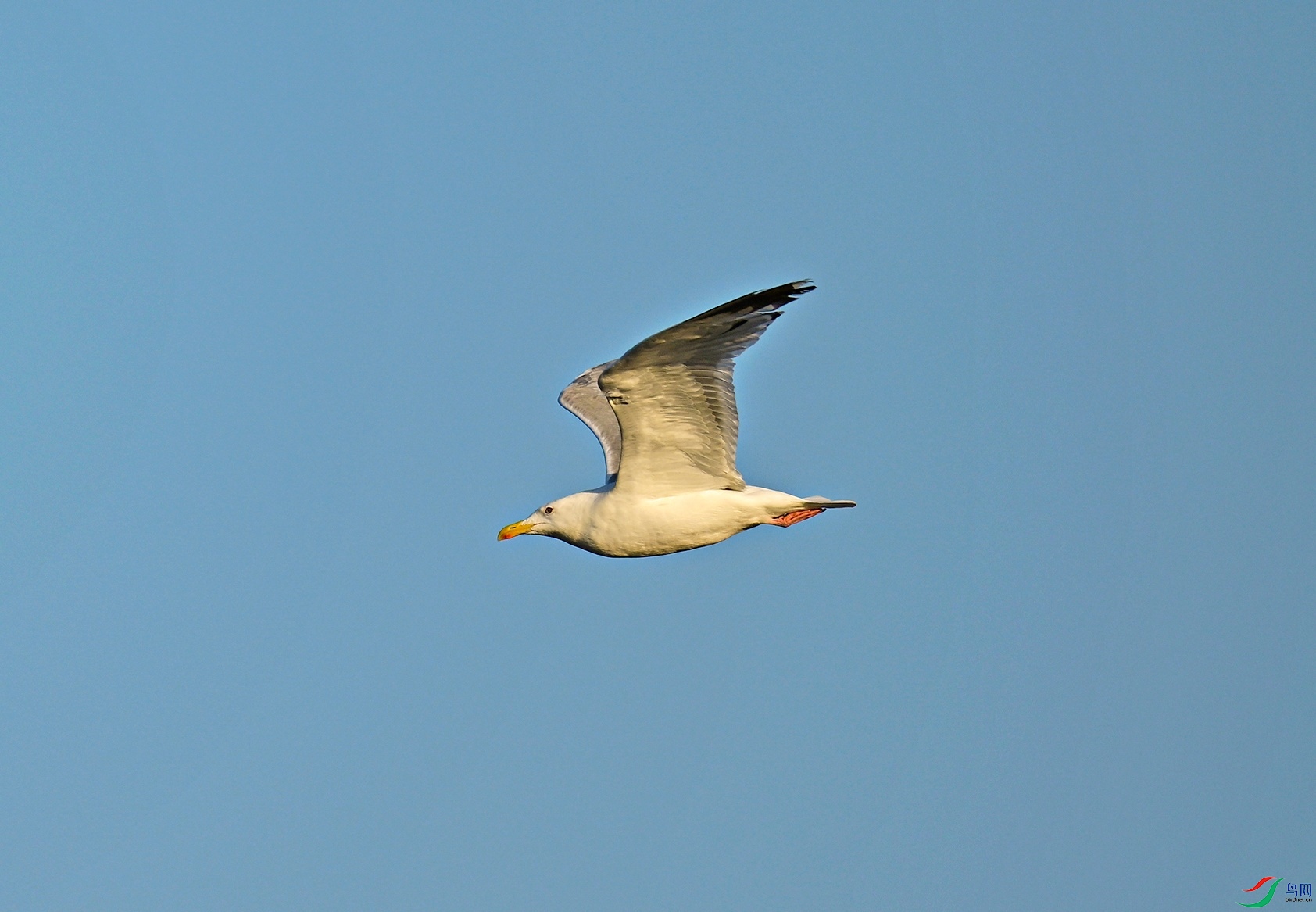 _DSC3541f.jpg