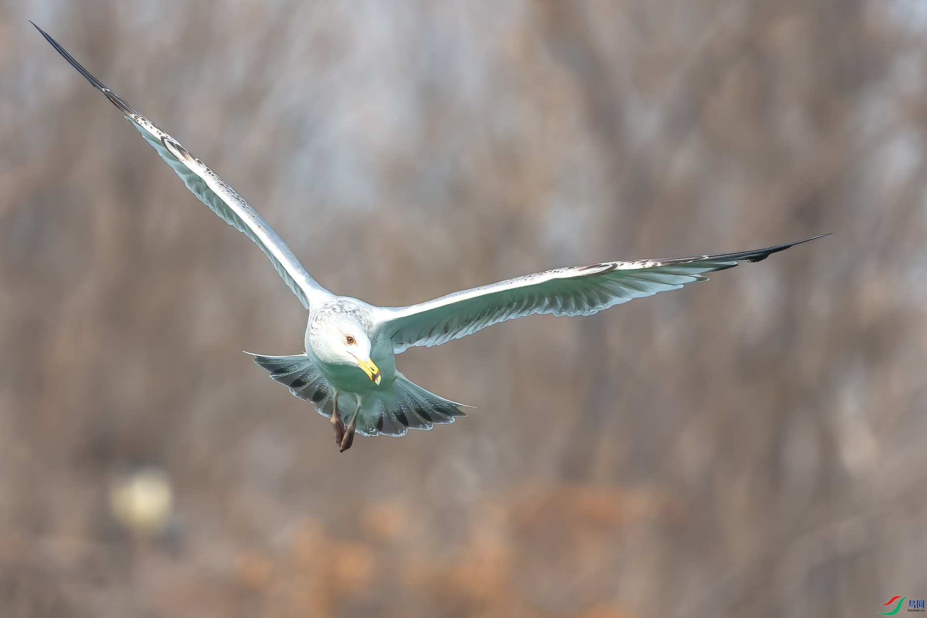 AQ4P0695-1.jpg