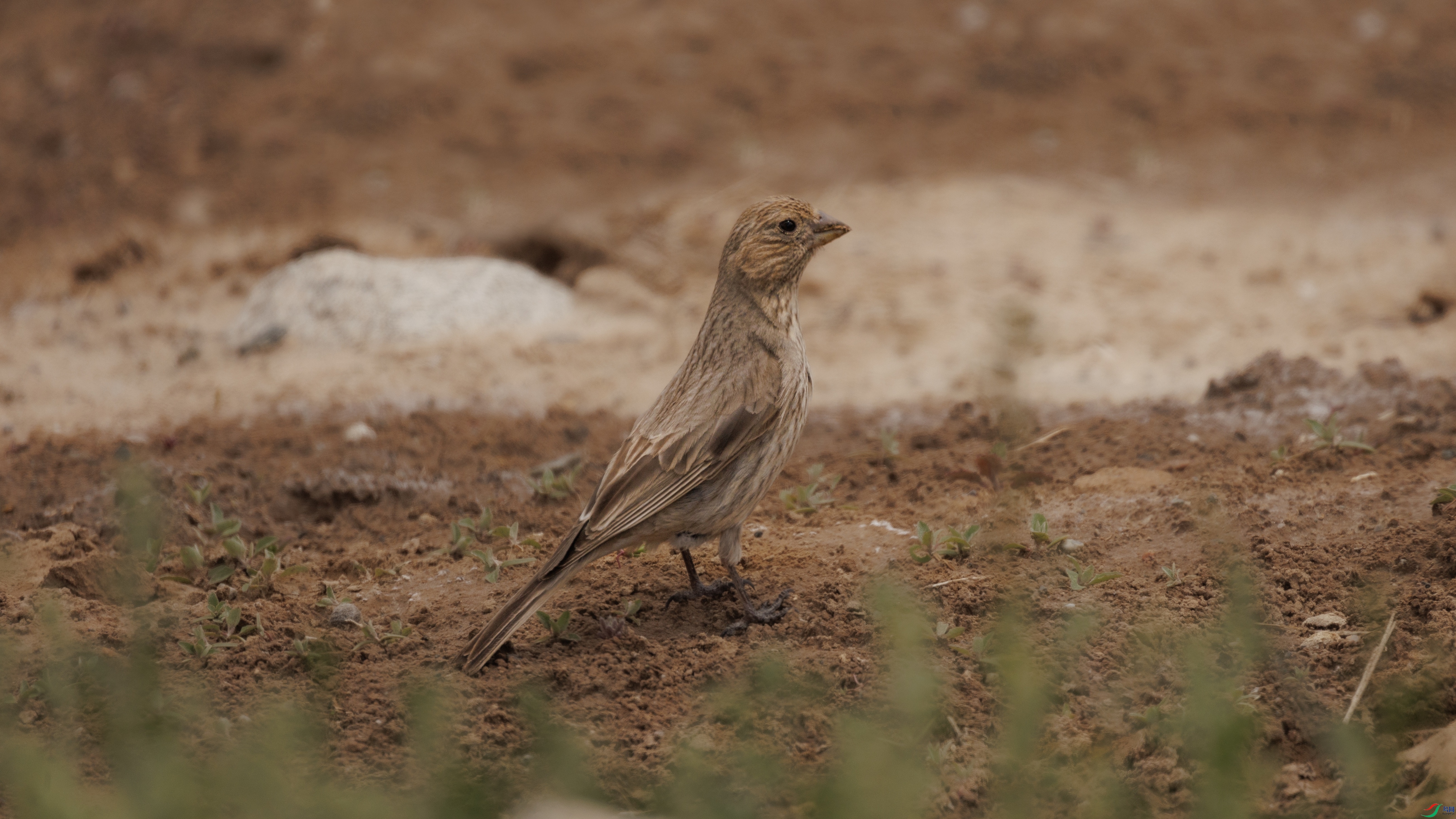 7X5A4634 ���� - ����.jpg