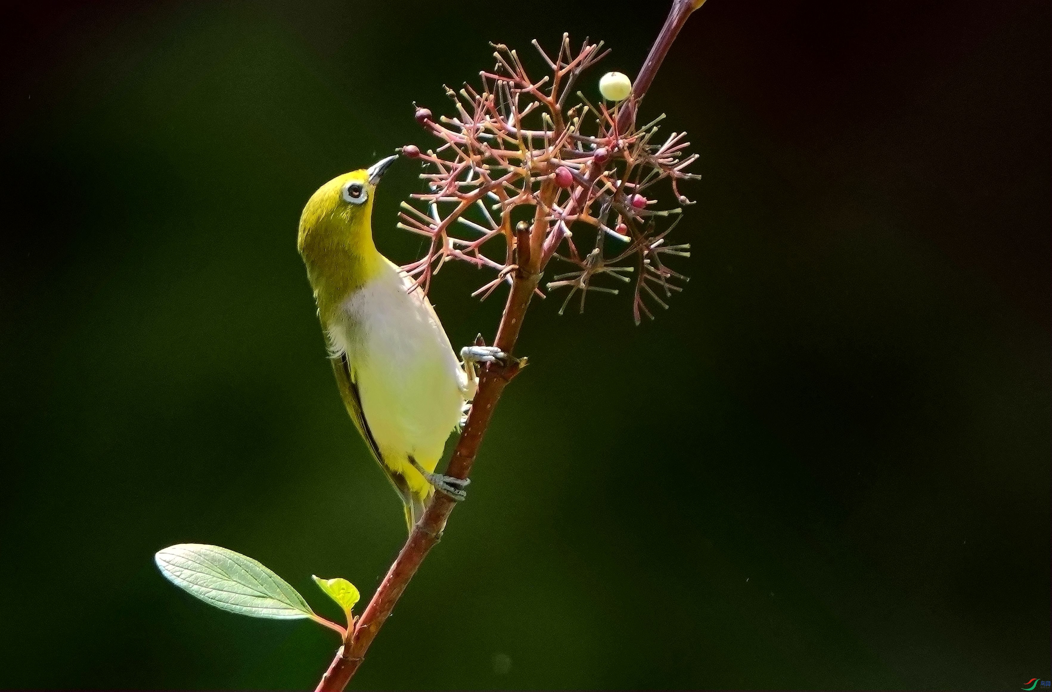 ��ʣһ�Ź�DSC01844_����.jpg