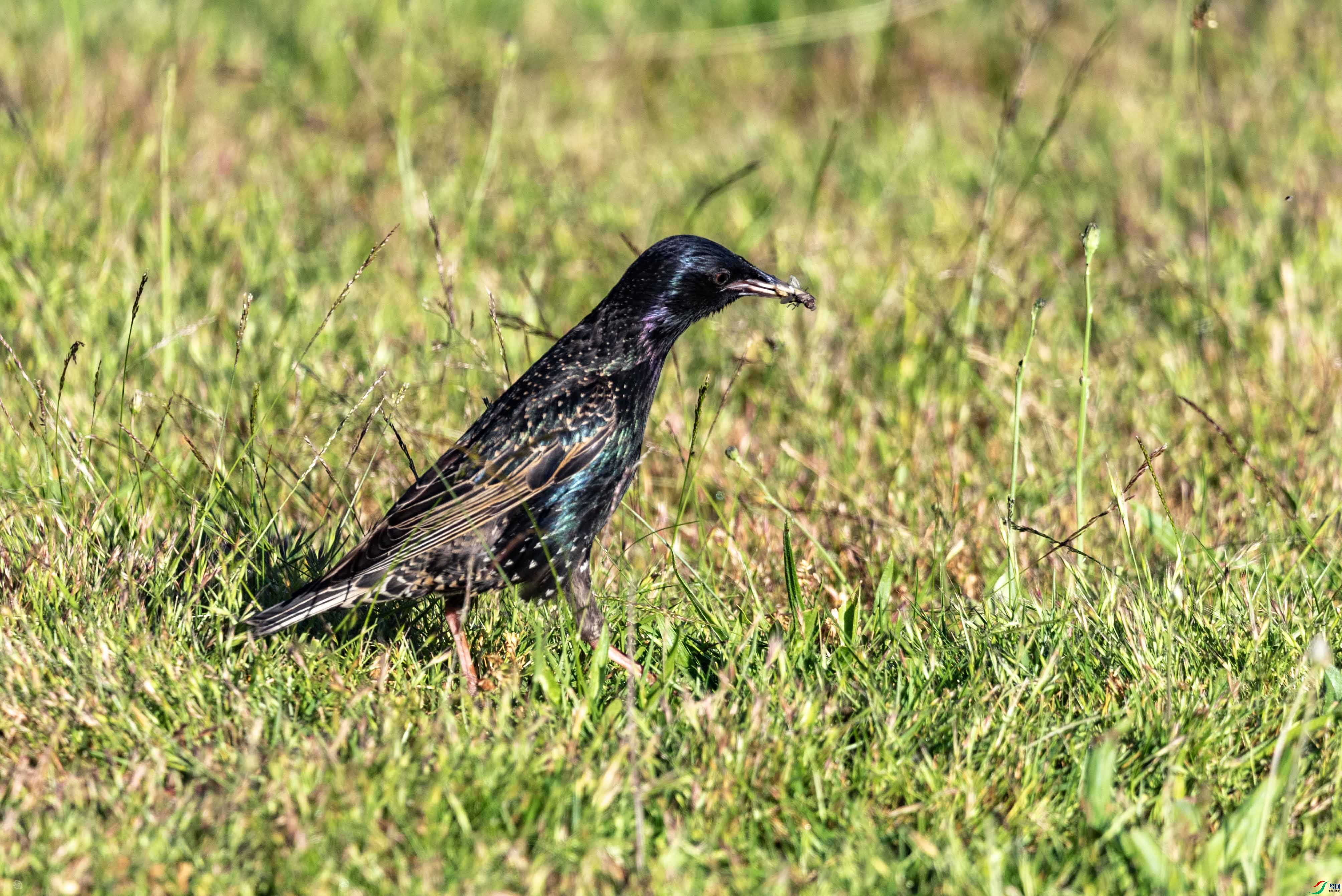 DSC_7088 ����2.jpg