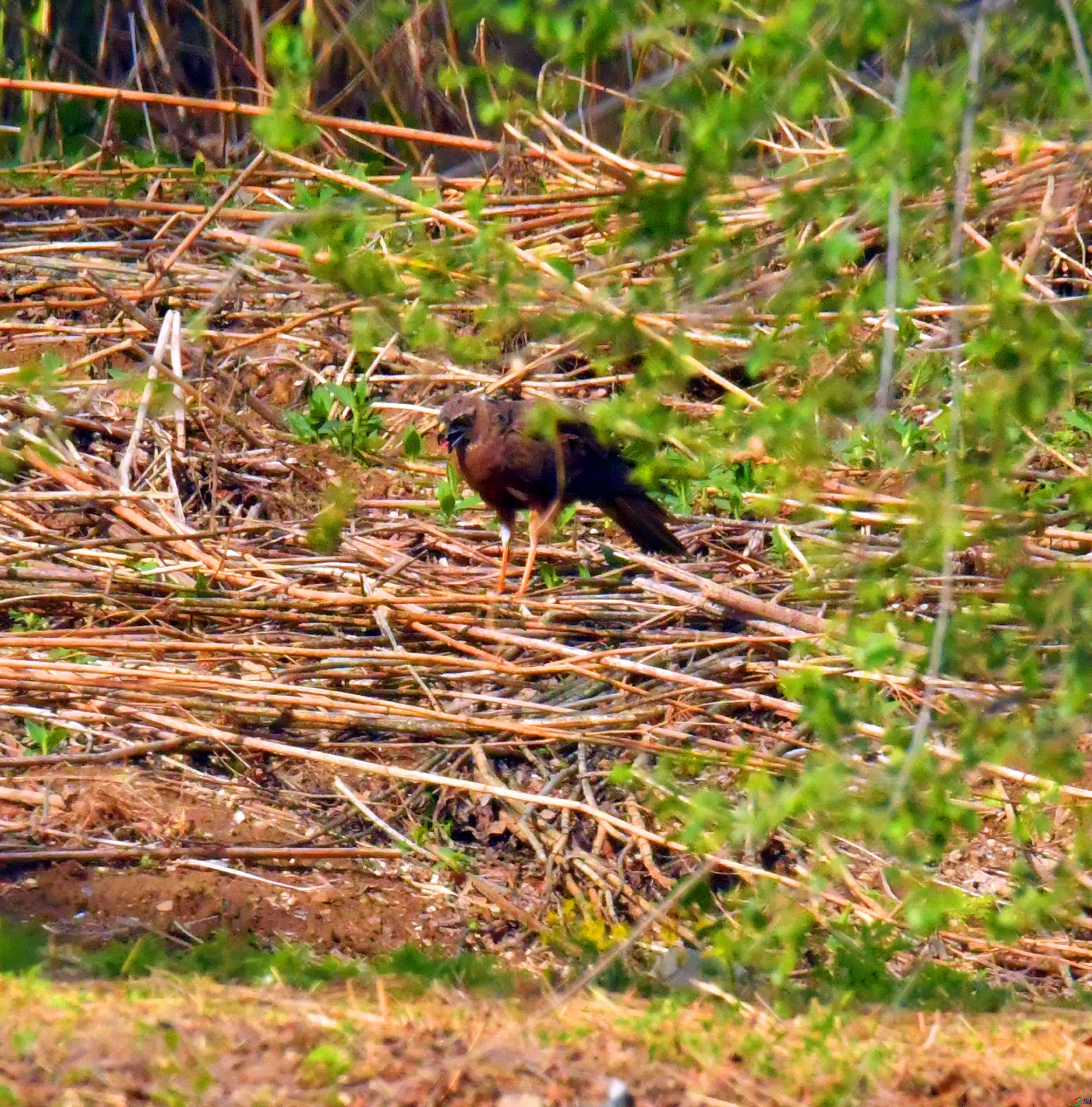 DSC_3964.JPG