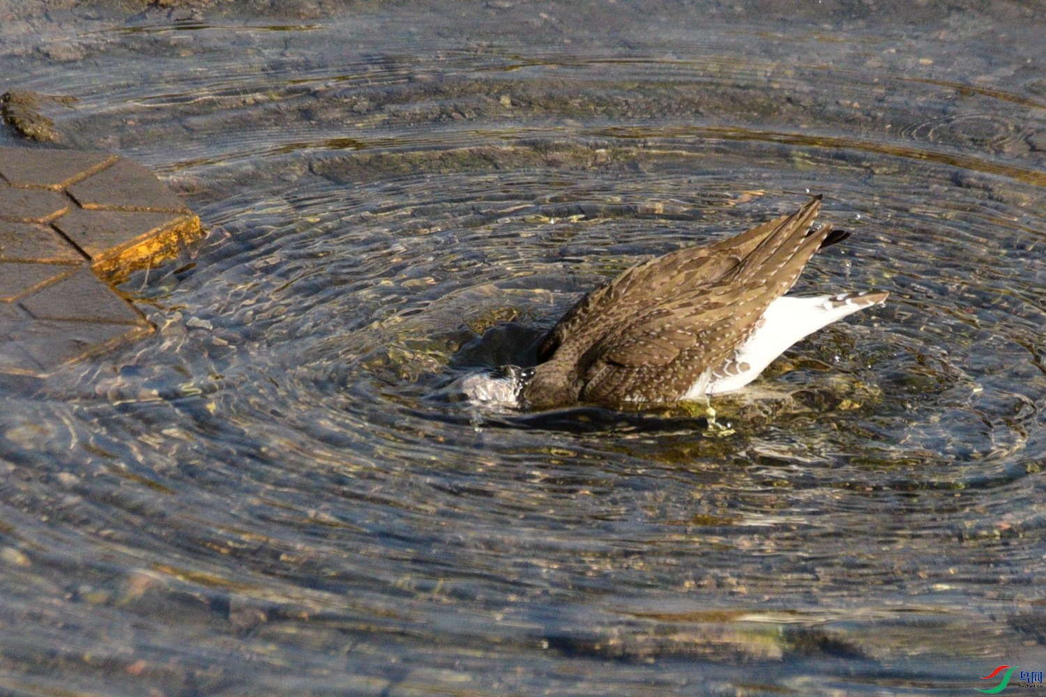 DSC_3245.JPG