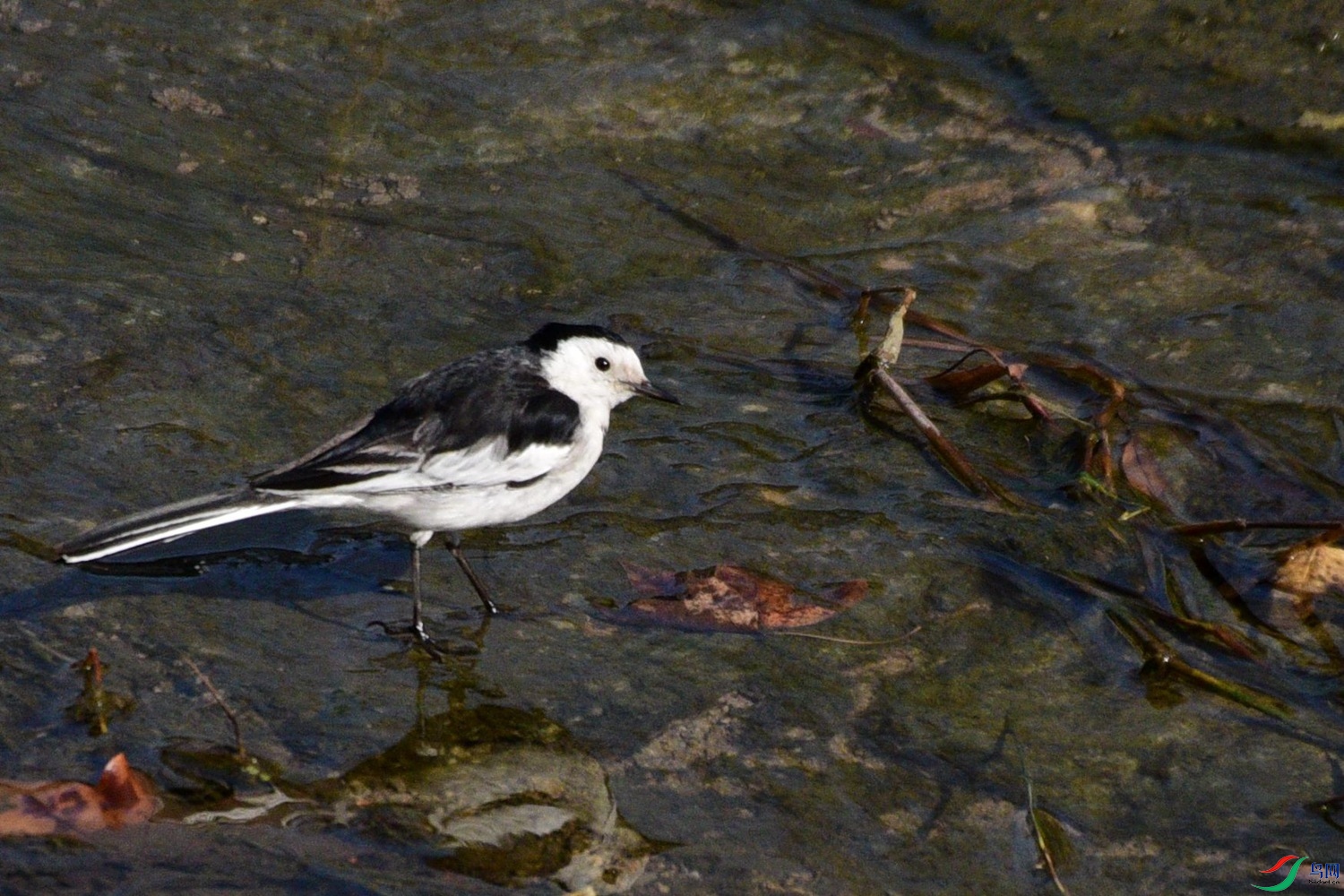 DSC_3766.JPG