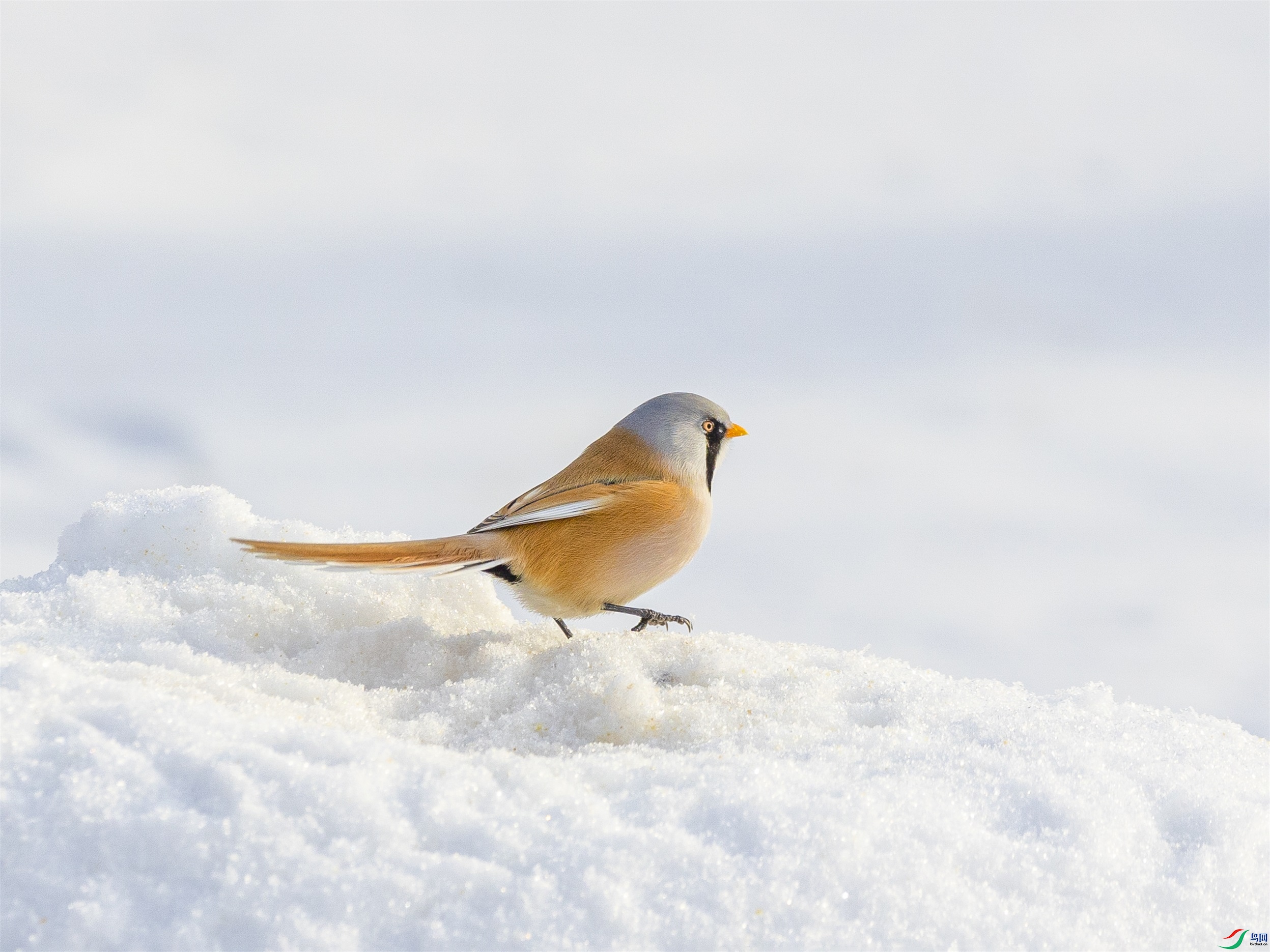 1K3A9714 ����1.jpg