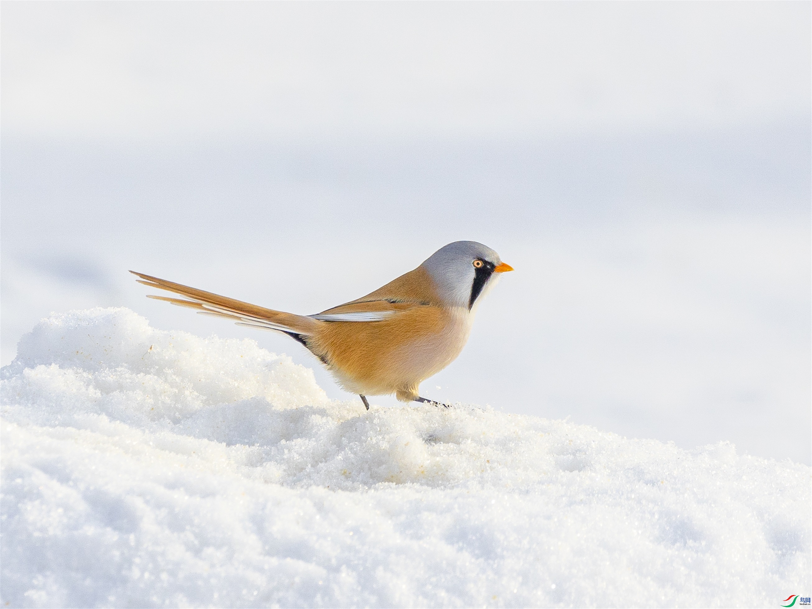 1K3A9715 ����1.jpg