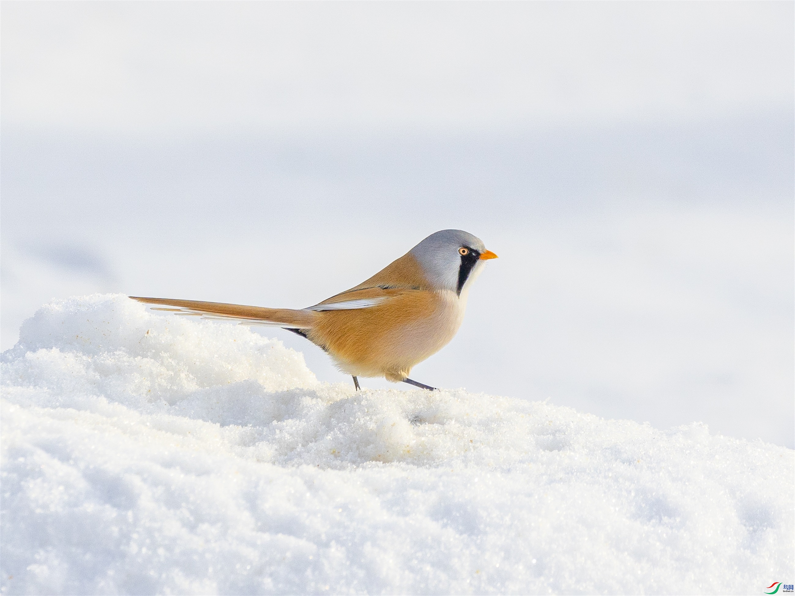 1K3A9717 ����1.jpg