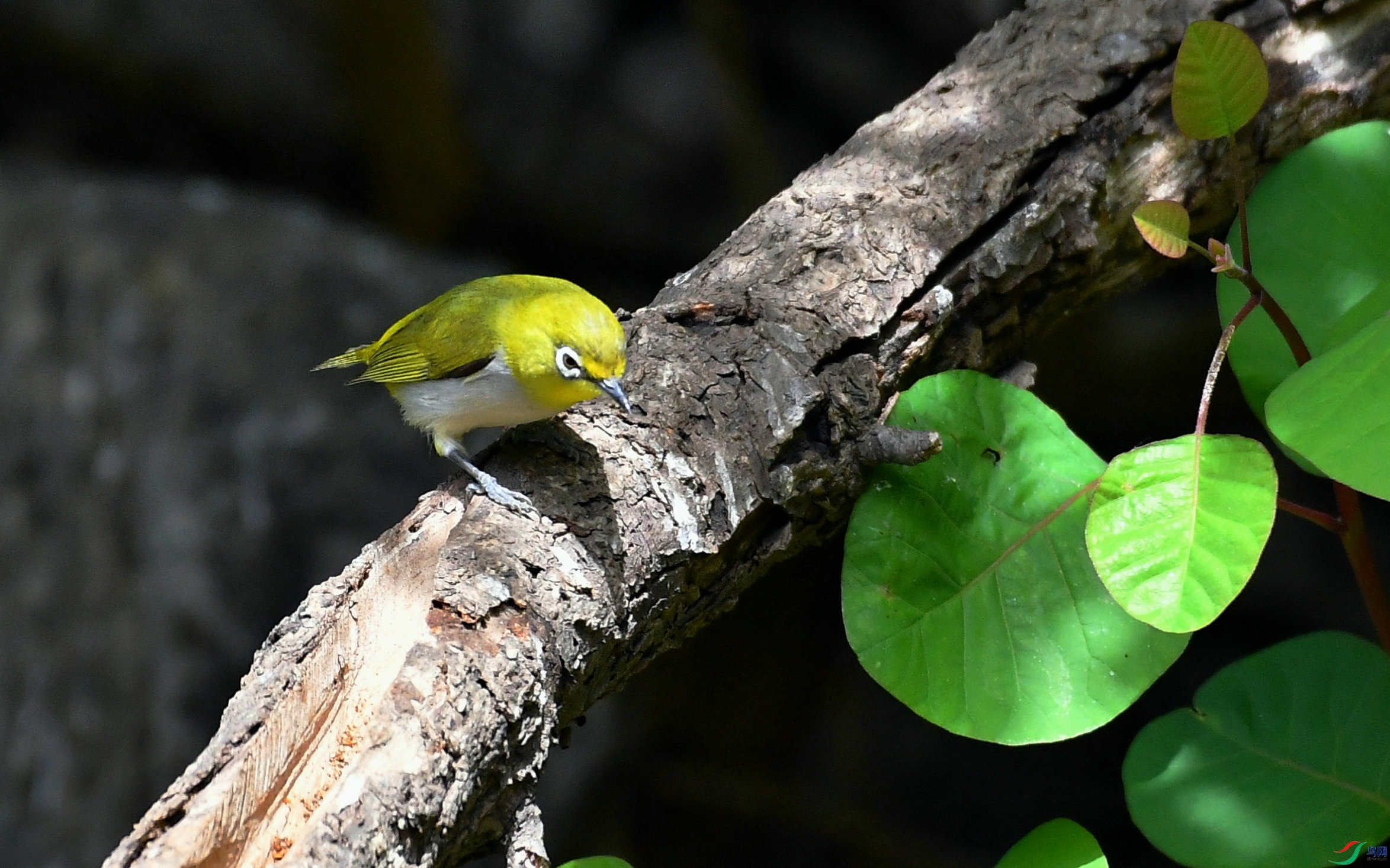 DSC_1111.JPG