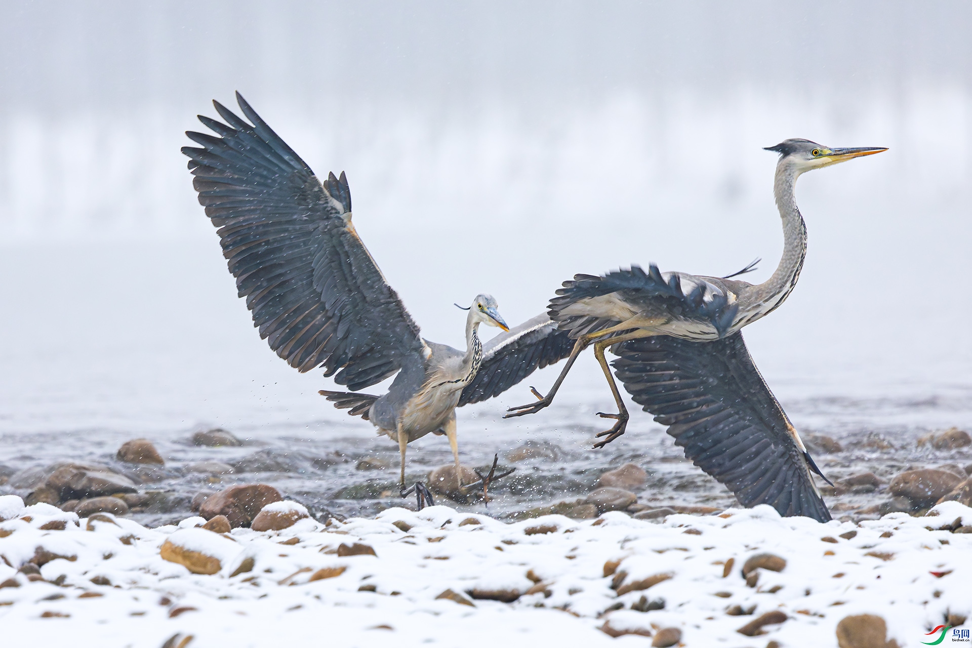 ����-----׷