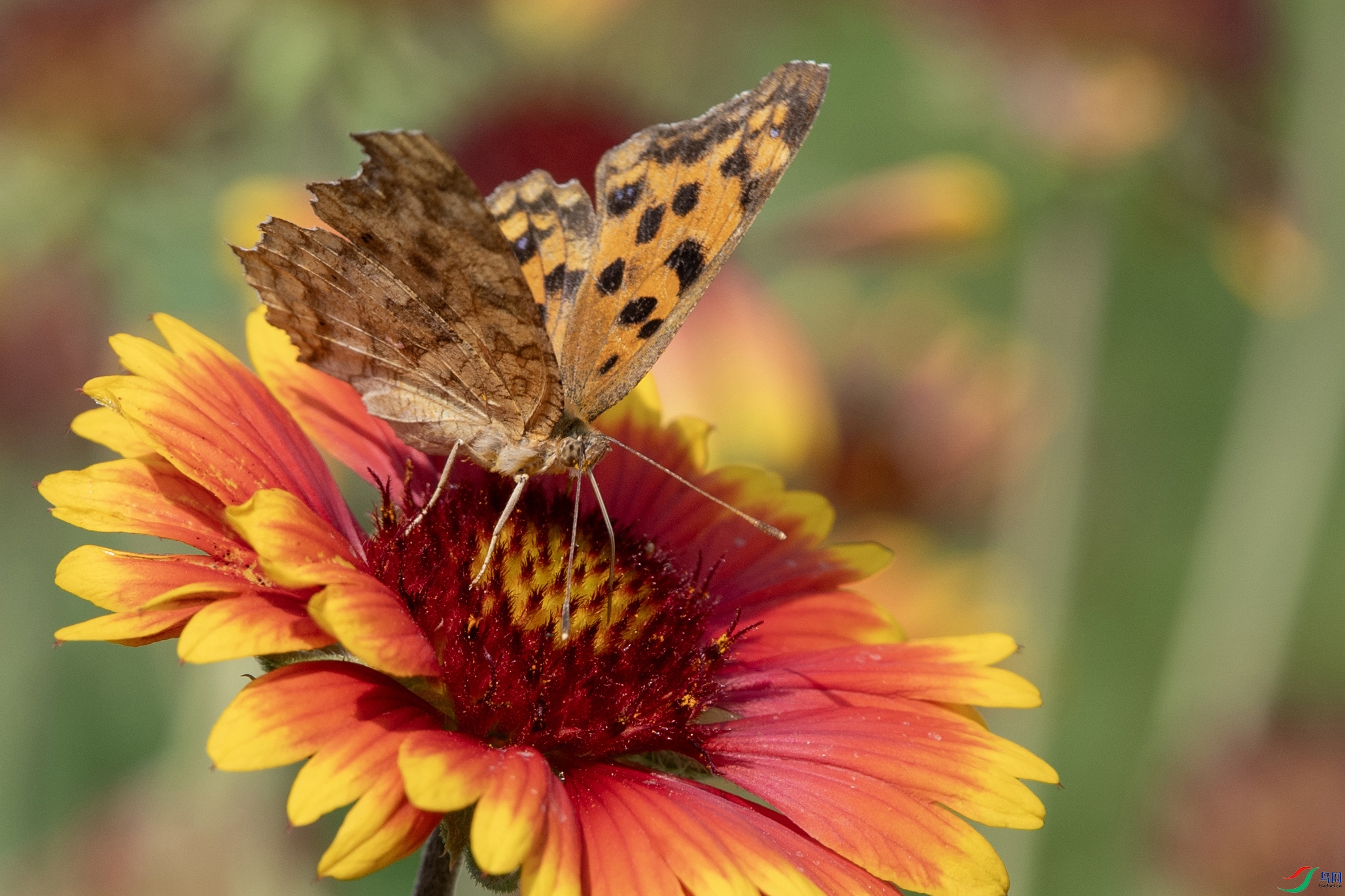 DSC_1718 ����.jpg