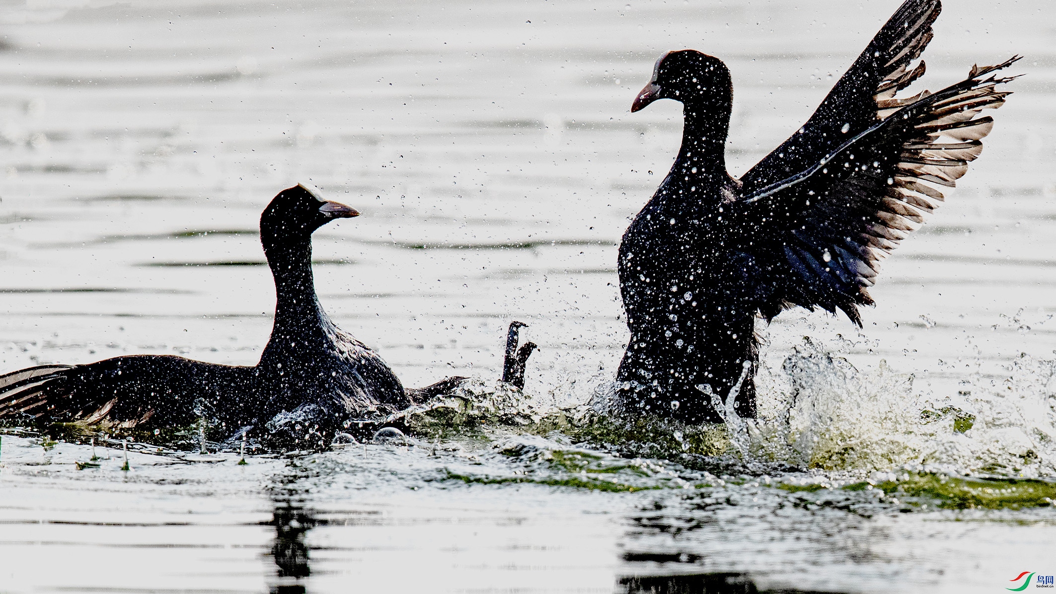 _90I9448 ����.jpg