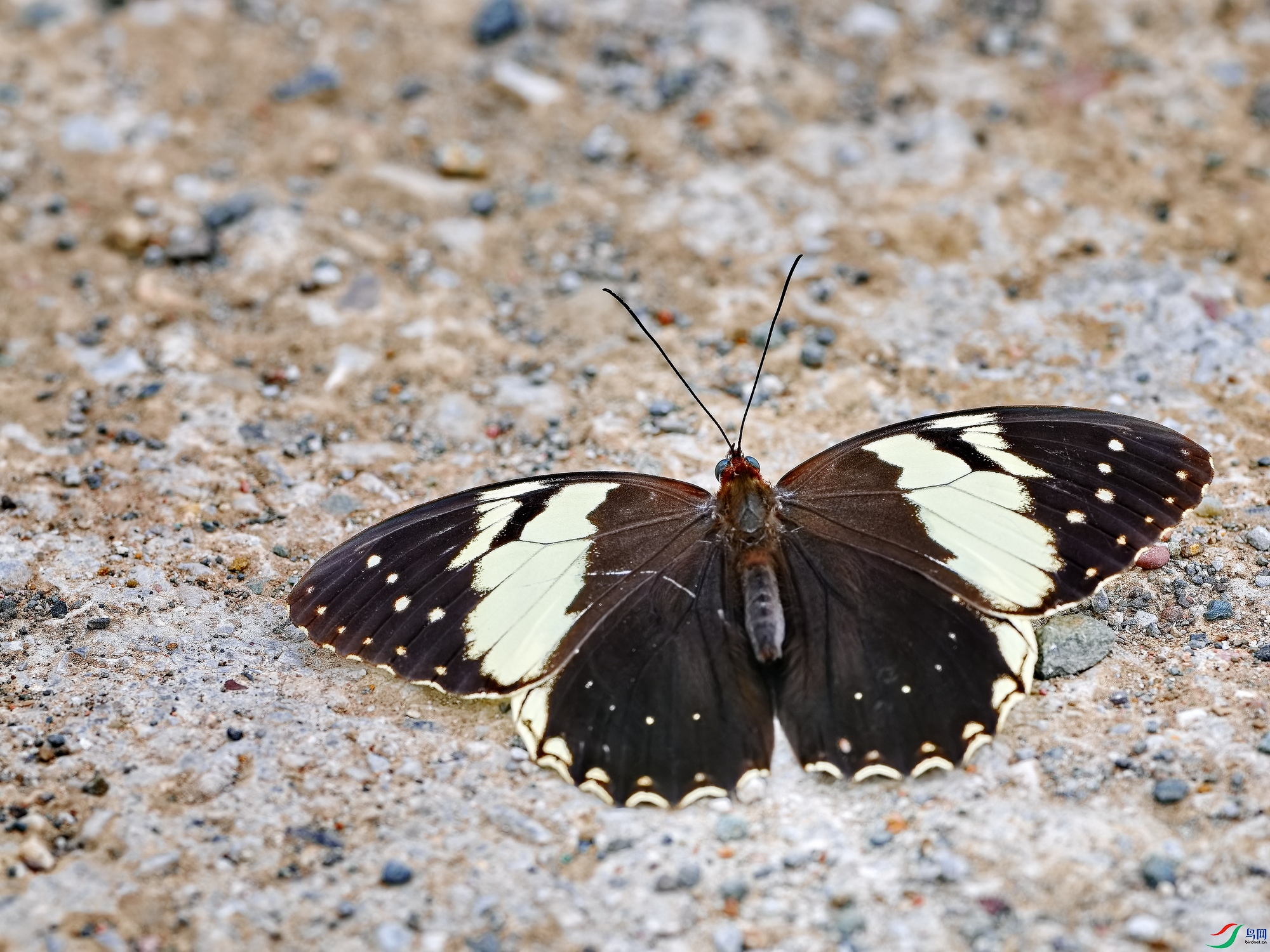 P6058712-ORF-1.jpg