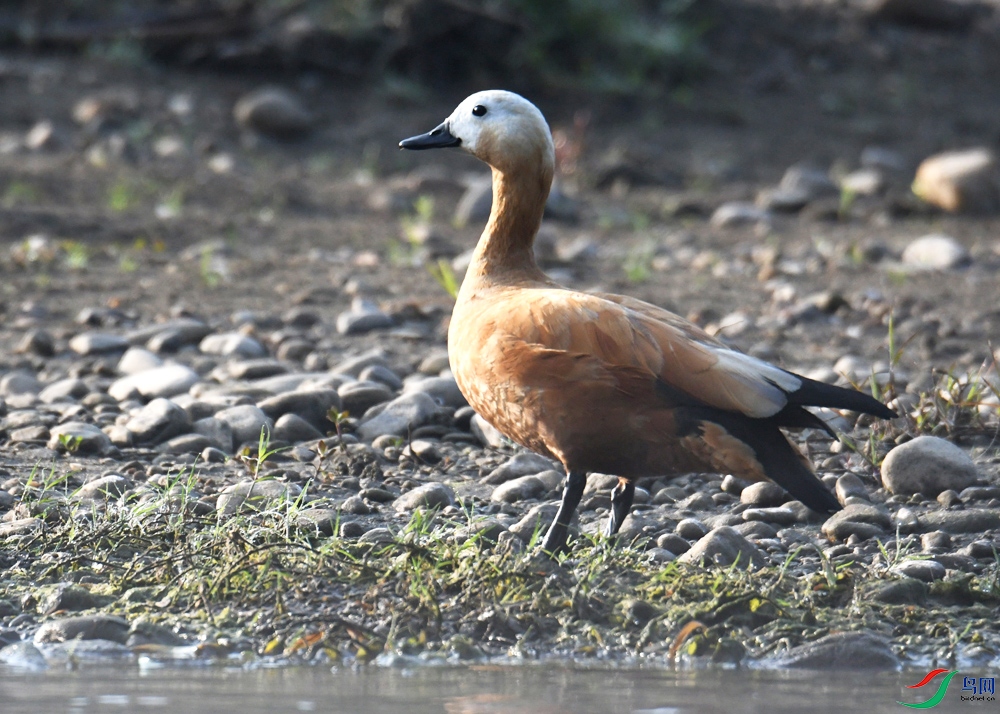 DSC_3705.jpg