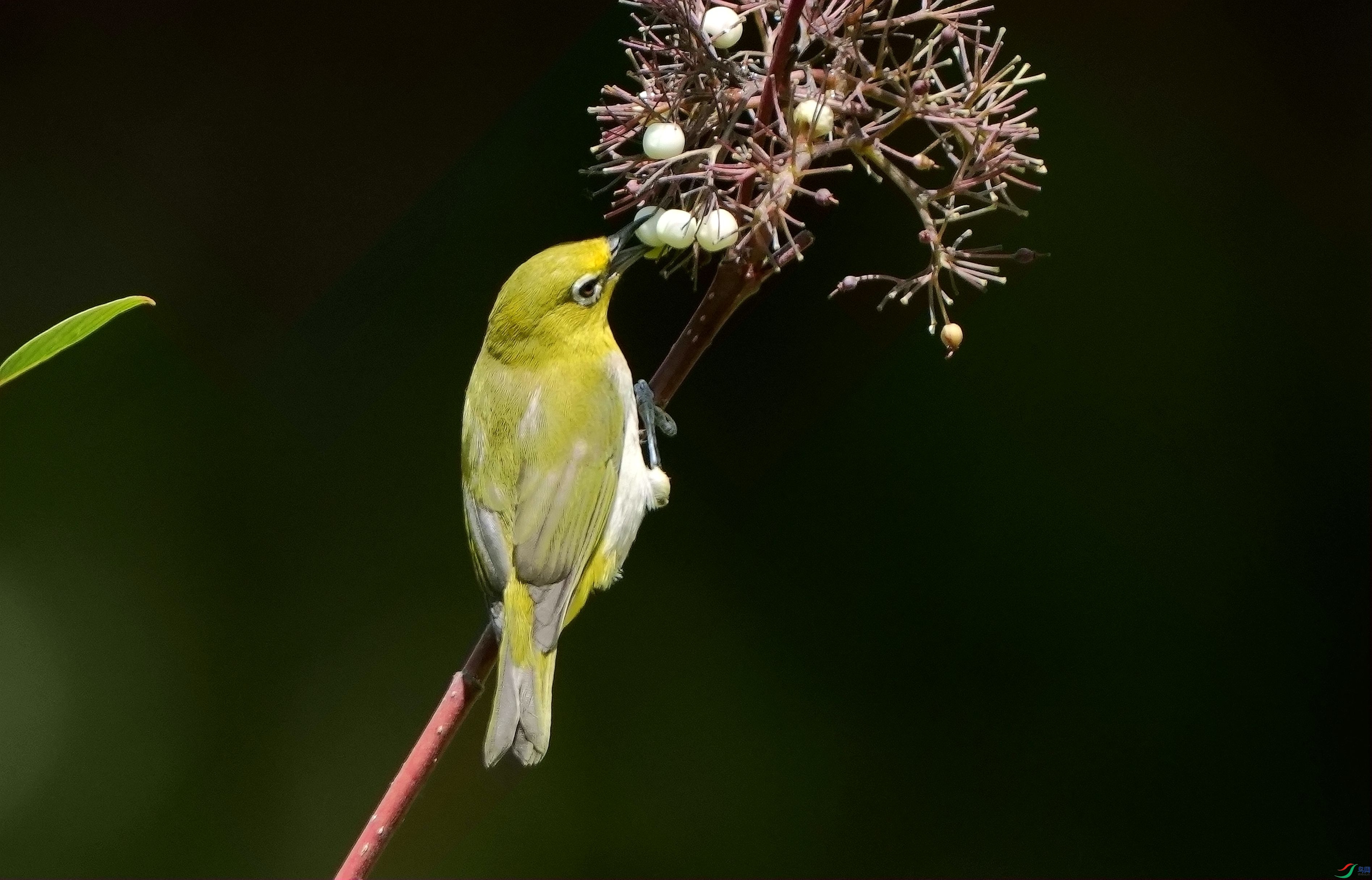Ʒ���׹�DSC01911_����.jpg