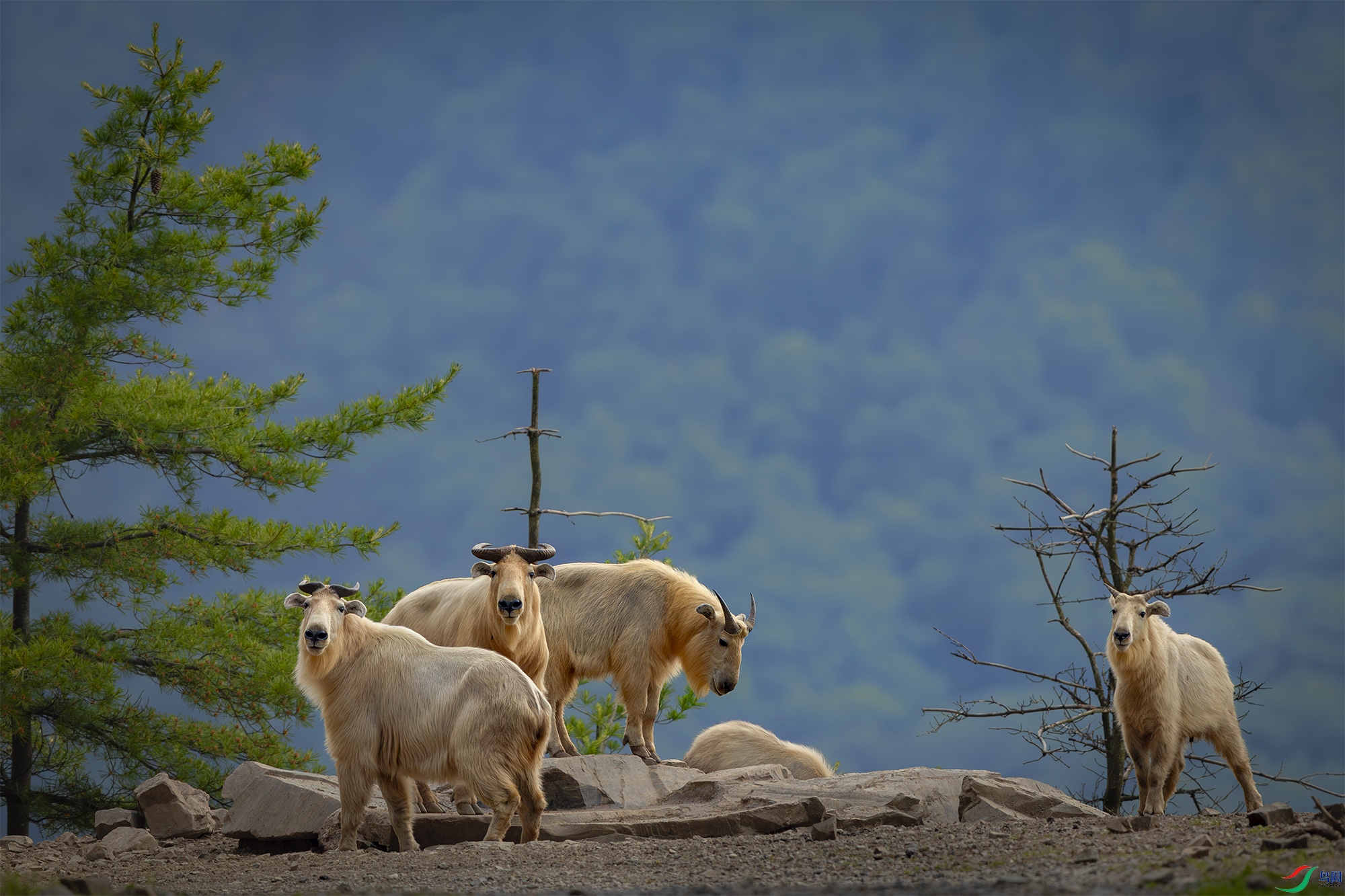 055A8641-����ǿ-NR ����.jpg