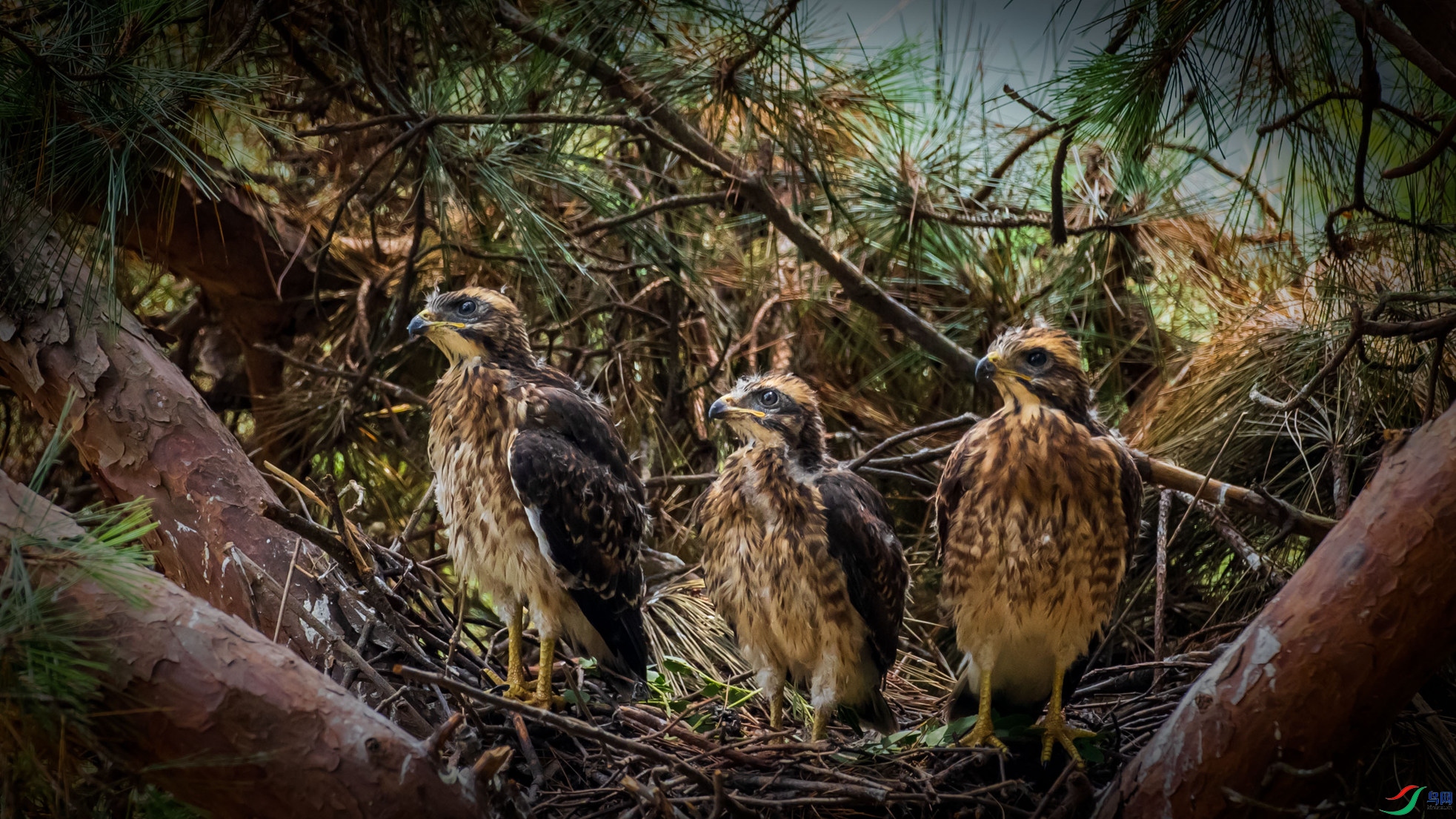 �����\ӥ�����̣�