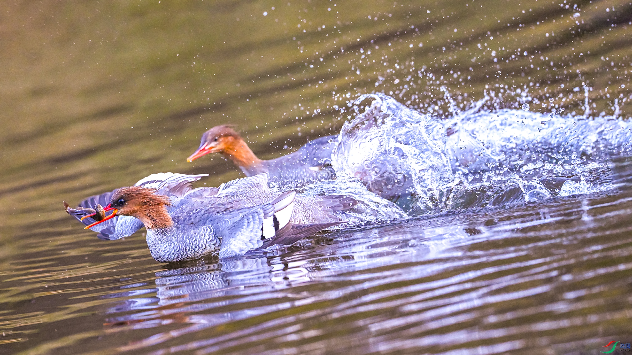 1157 ����.jpg