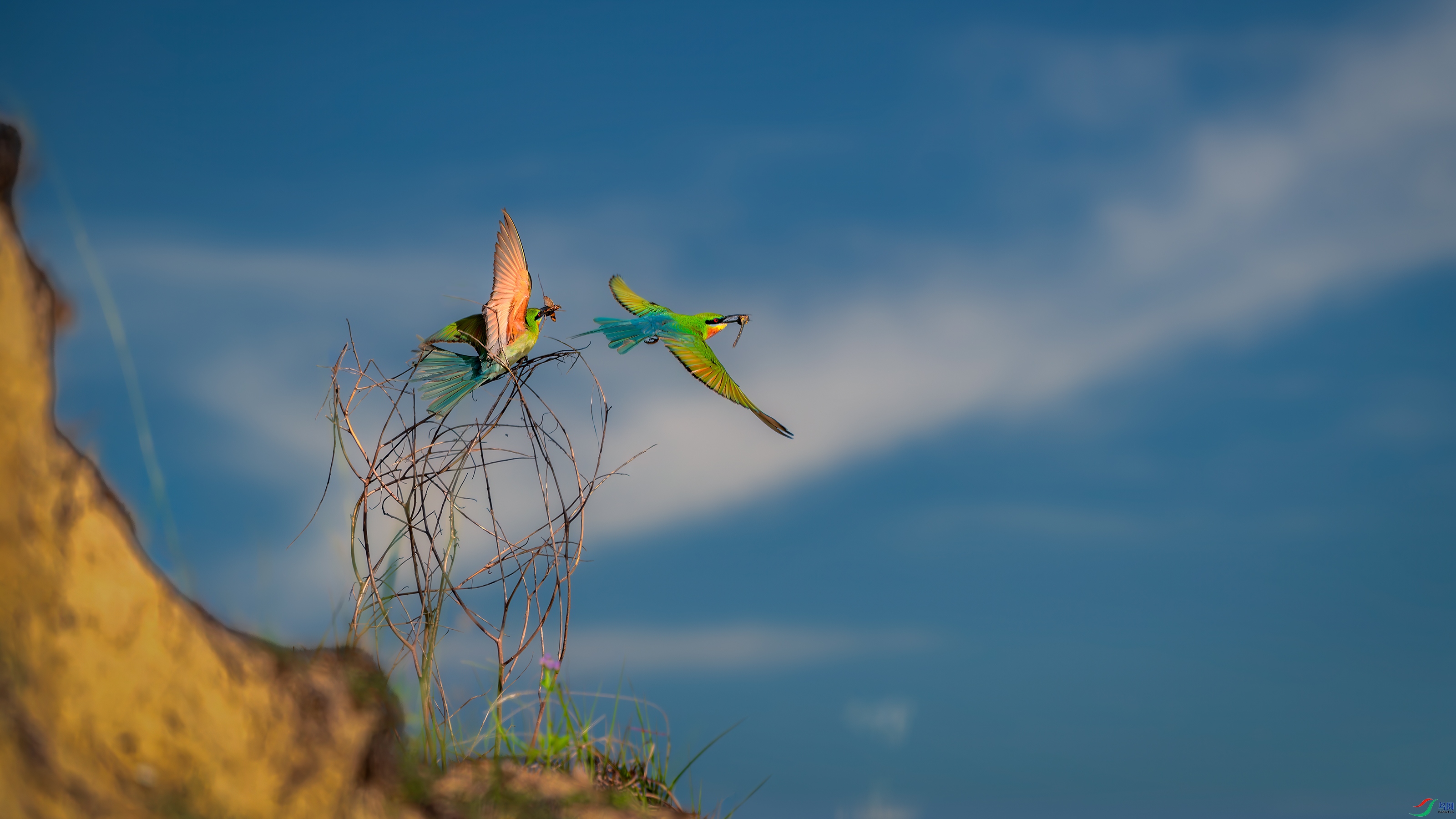 DSC_6583-����ǿ-NR ����.jpg