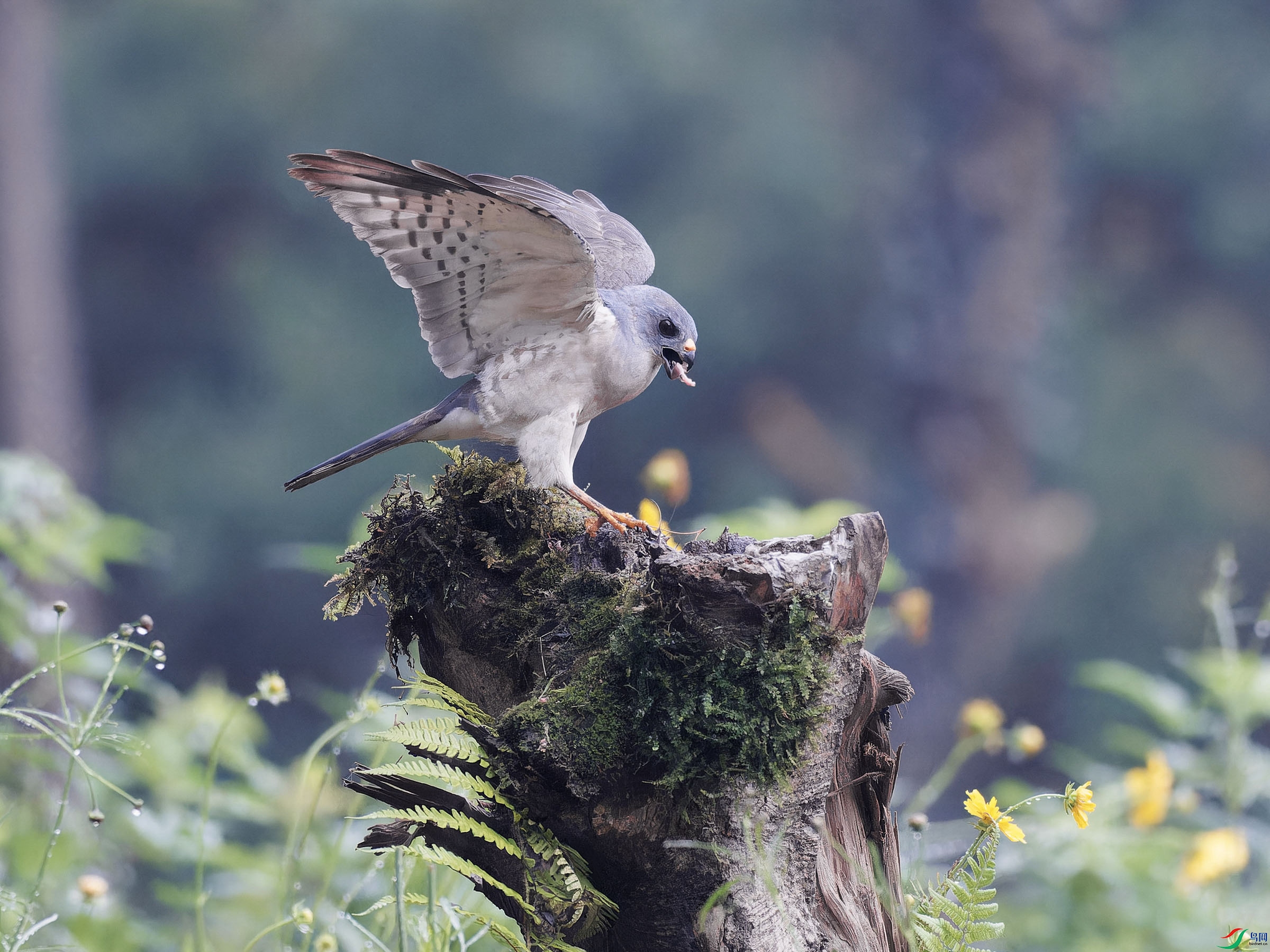 P5302188-ORF_DxO_DeepPRIMEXD ���� 2.jpg