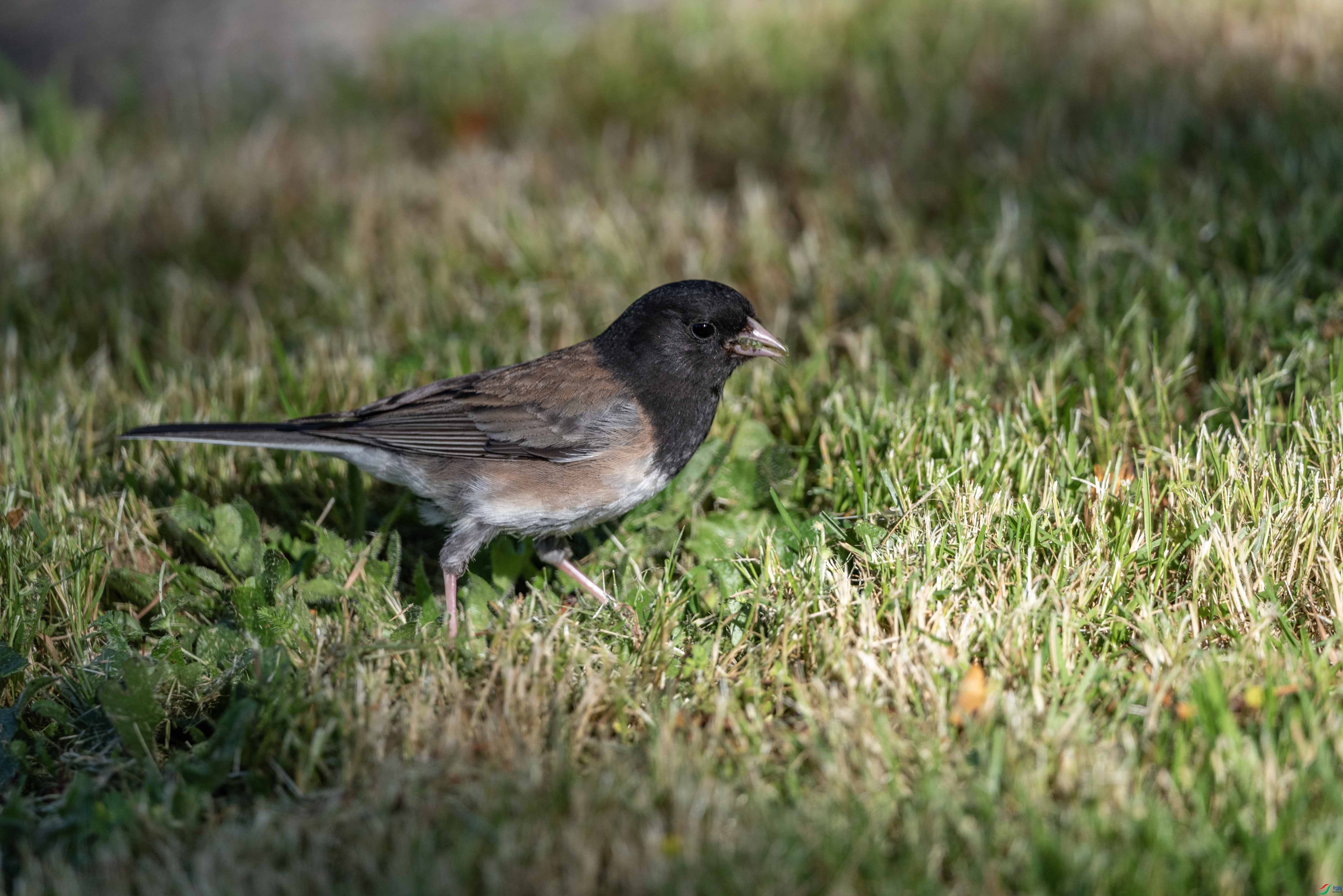 DSC_6686 ����2.jpg