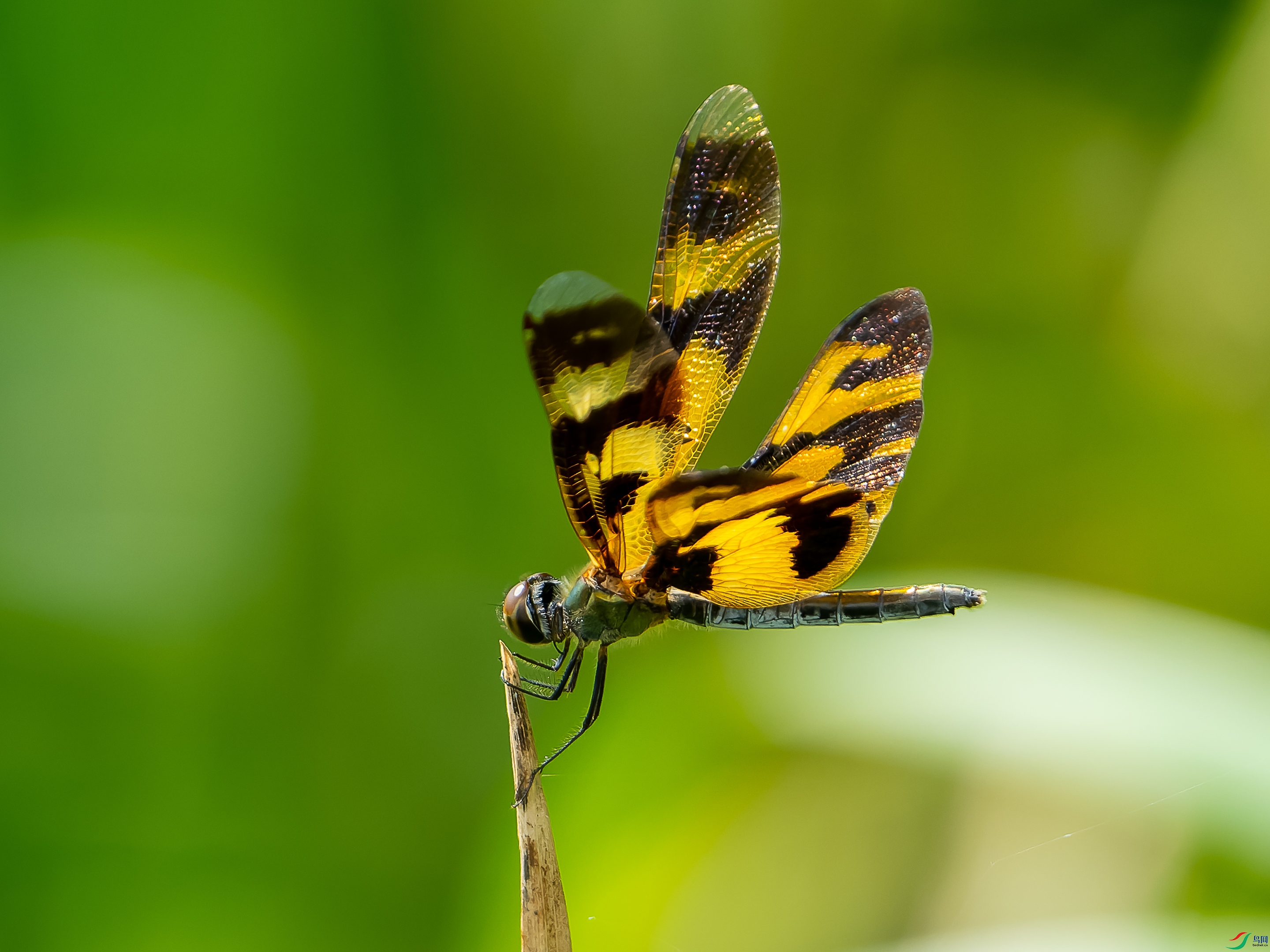 DSC08756-1.jpg