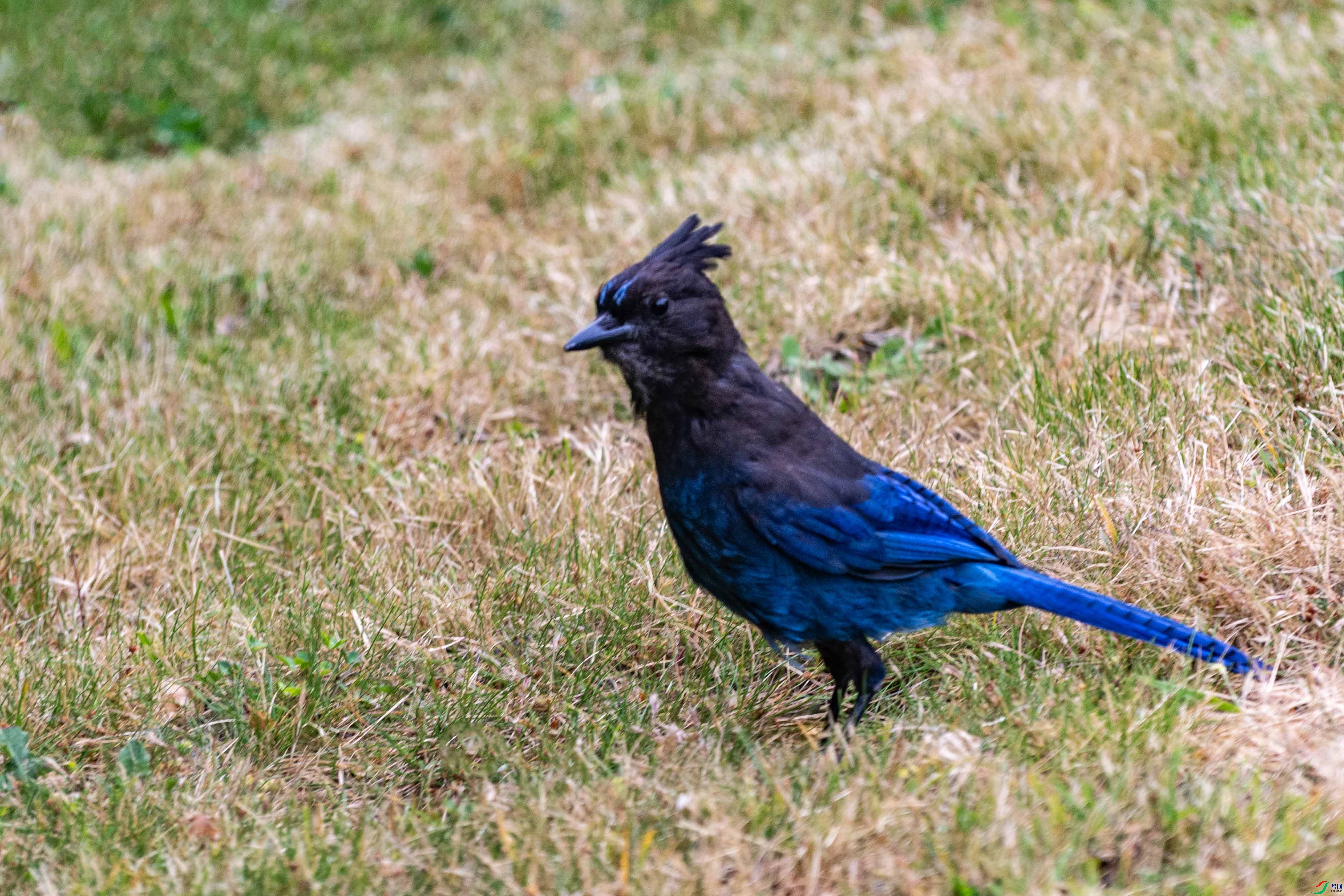 DSC_7636 ����.jpg