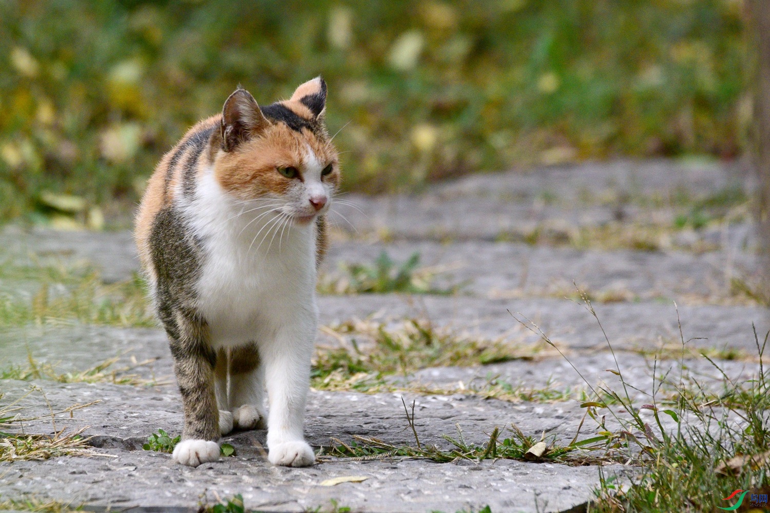 DSC_6046.JPG