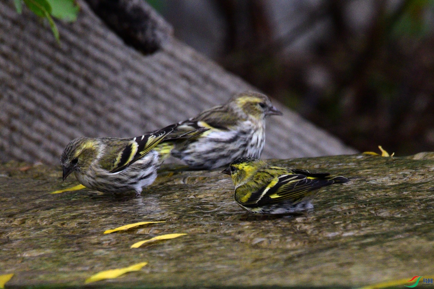 DSC_6154.JPG