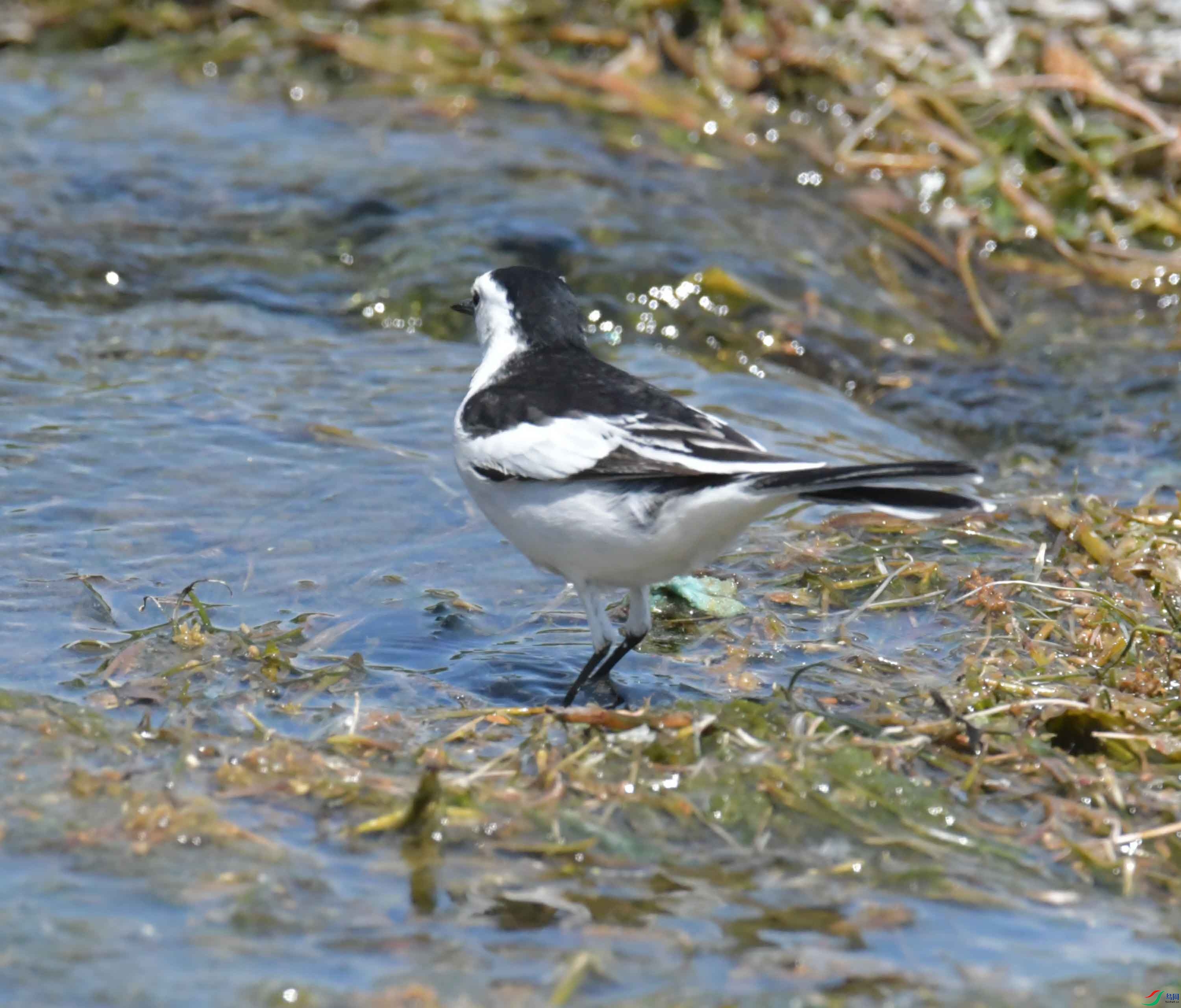 DSC_0273.JPG